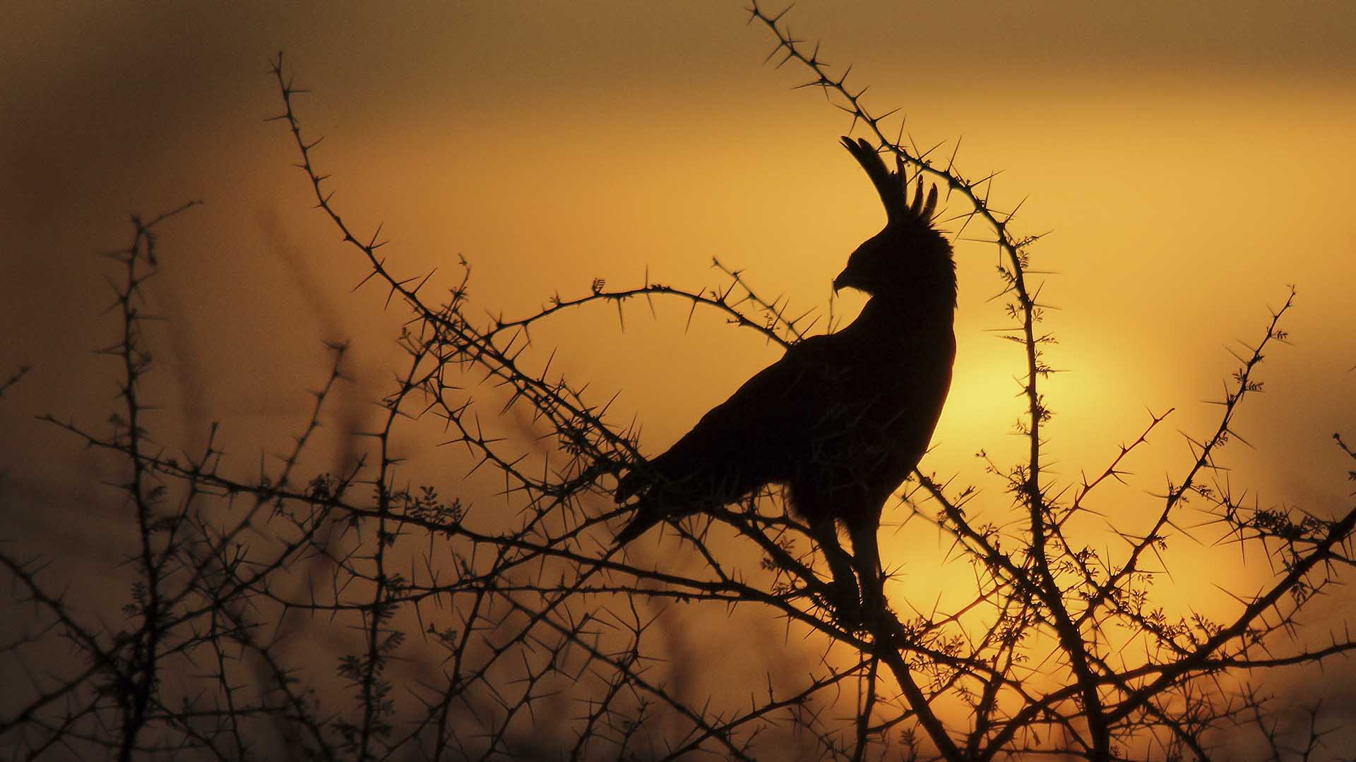 Long-crested Eagle (Lophaetus occipitalis) in the typical landscape of Zakouma National Park.... [Photo of the day - November 2024]