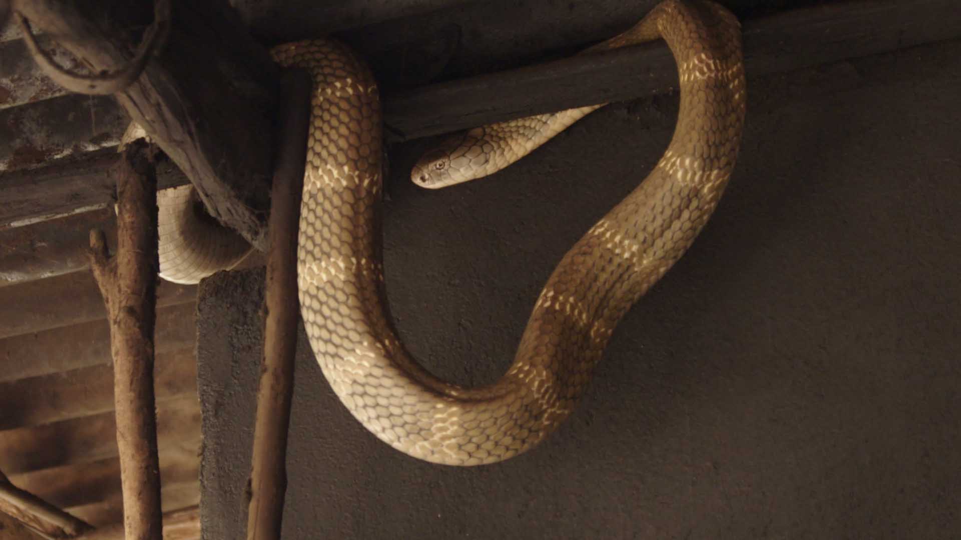 Over in India, snake catchers Siouxsie Gillet and Simon Keys are joined with local snake... [Photo of the day - نوفمبر 2024]