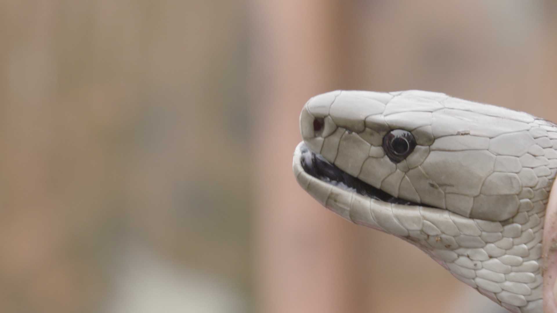 This is a stunning close up shot of a one of Africa's deadliest snakes, a Black Mamba... [Photo of the day - November 2024]