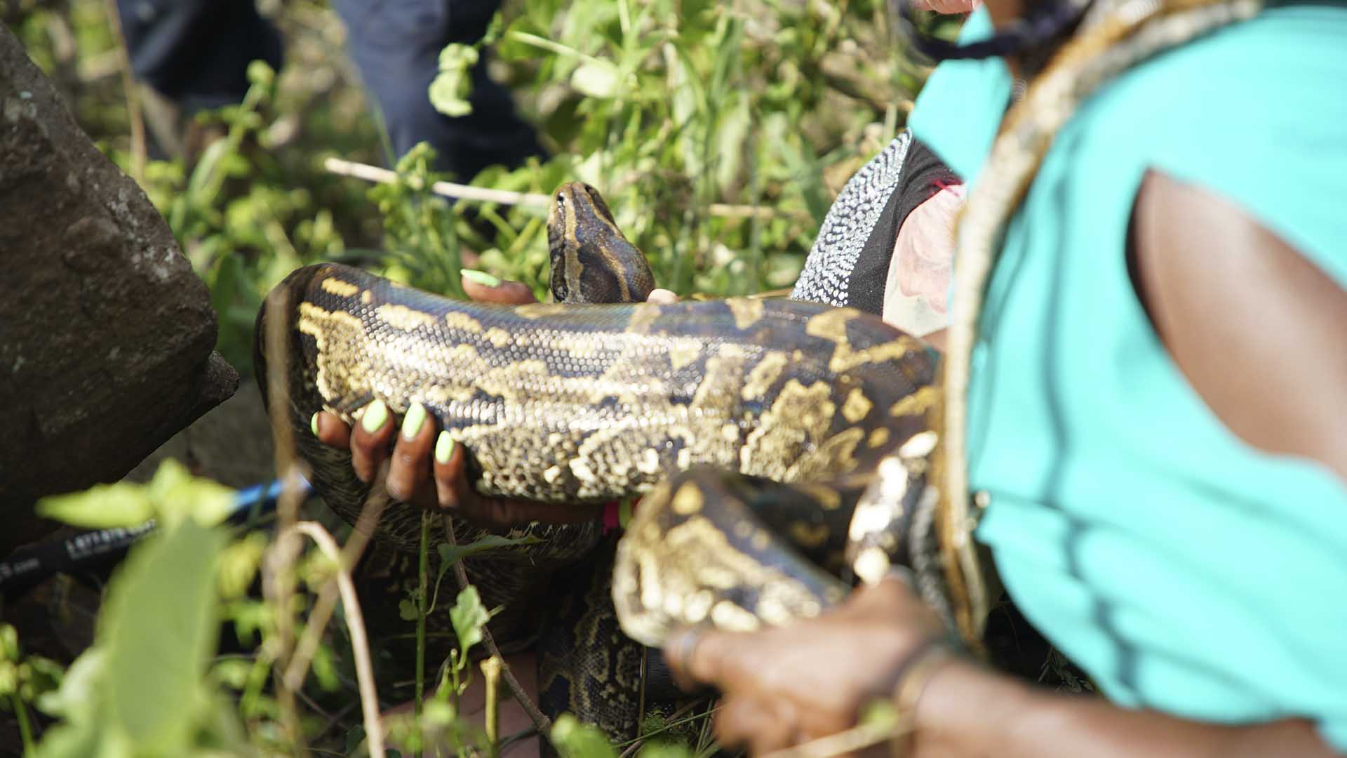 Apprentice Mbali Mtshali takes control of a large female African Rock Pythons (Python sebae)... [Photo of the day - November 2024]