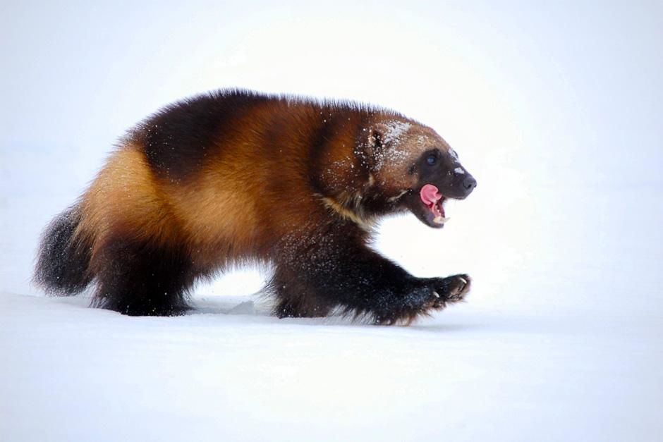 The wolverine is a stocky and muscular carnivore, more closely resembling a small bear than... [Photo of the day - November 2012]