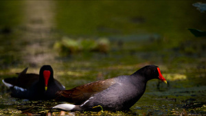 St. Augustine, FL: Two gallinule... [Photo of the day - 12 DECEMBER 2024]