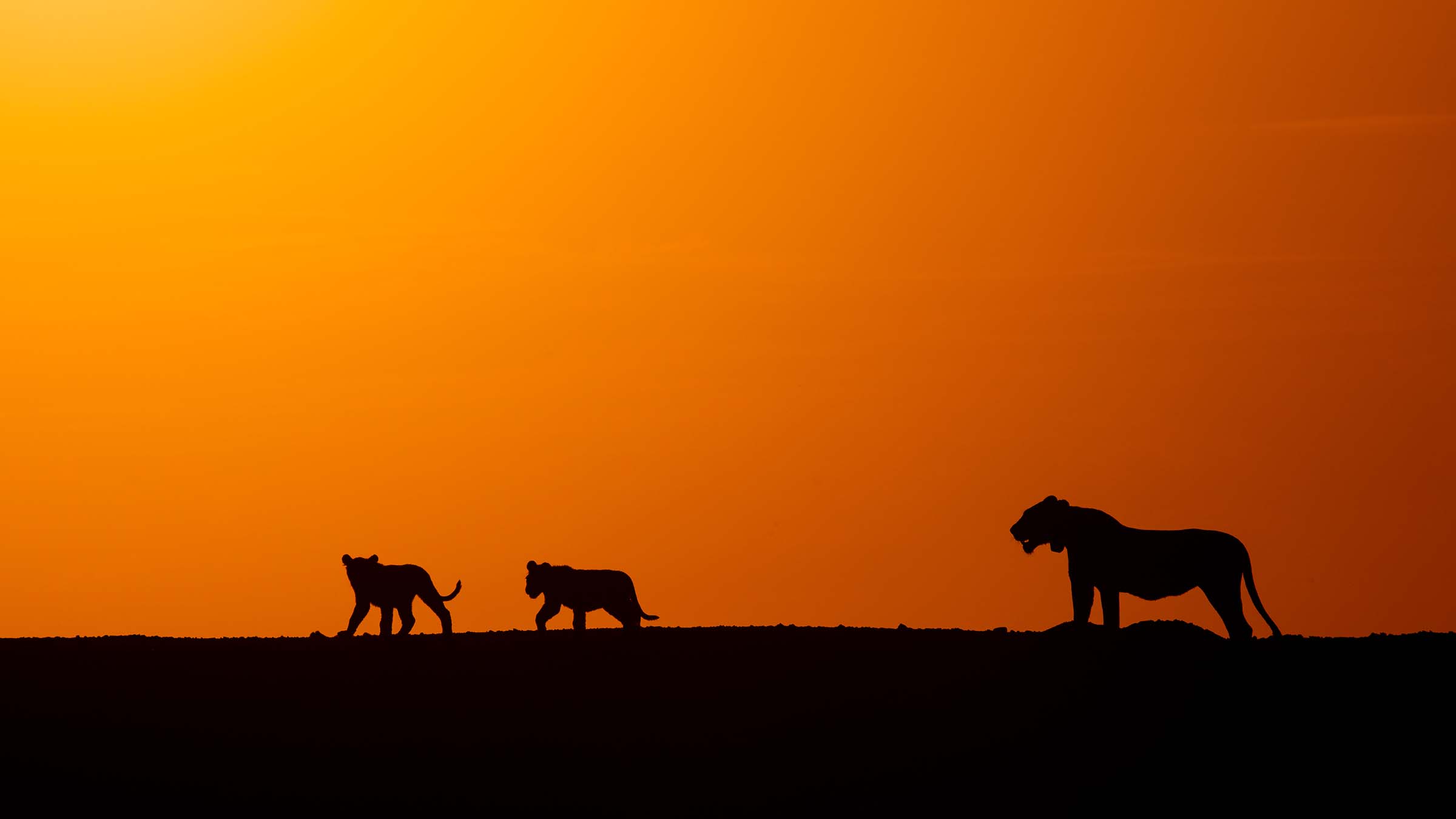 A desert adapted lioness with her two surviving cubs at sunrise in the middle of the dunes. This... [Photo of the day - December 2024]