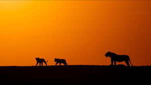 A desert adapted lioness with her... [Photo of the day - 13 DECEMBER 2024]