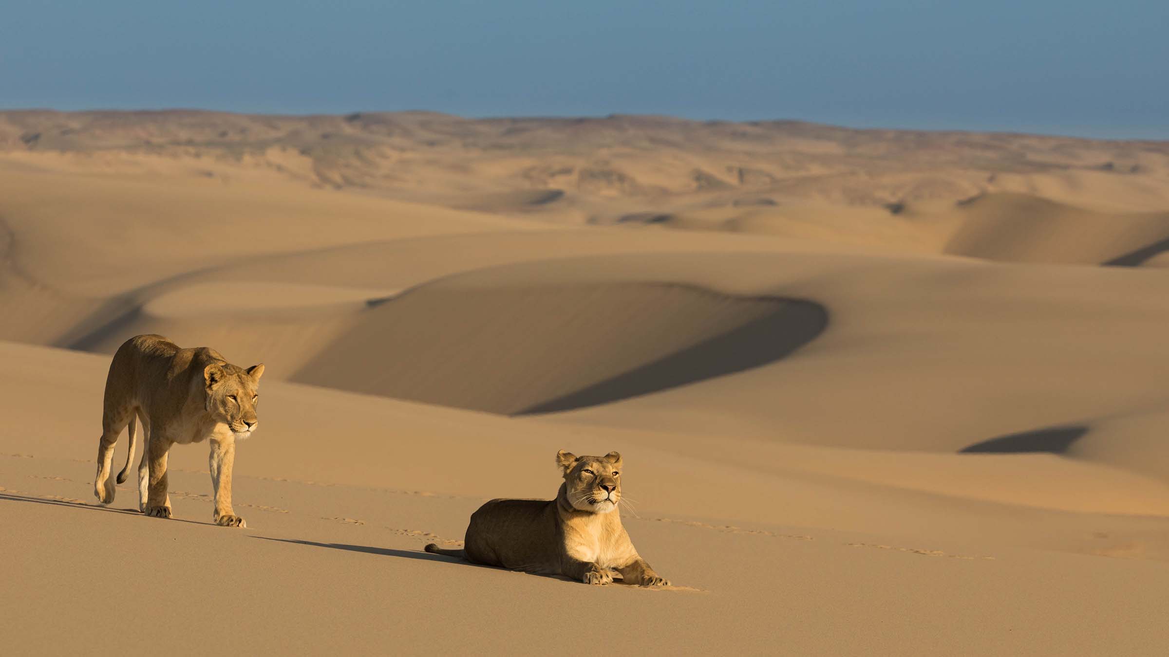 Two desert lionesses at home in the desolate dunes of the Namibia Desert. This is from Desert... [Photo of the day - December 2024]