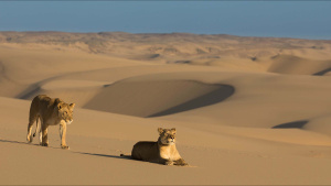 Two desert lionesses at home in the... [Photo of the day - 17 DECEMBER 2024]