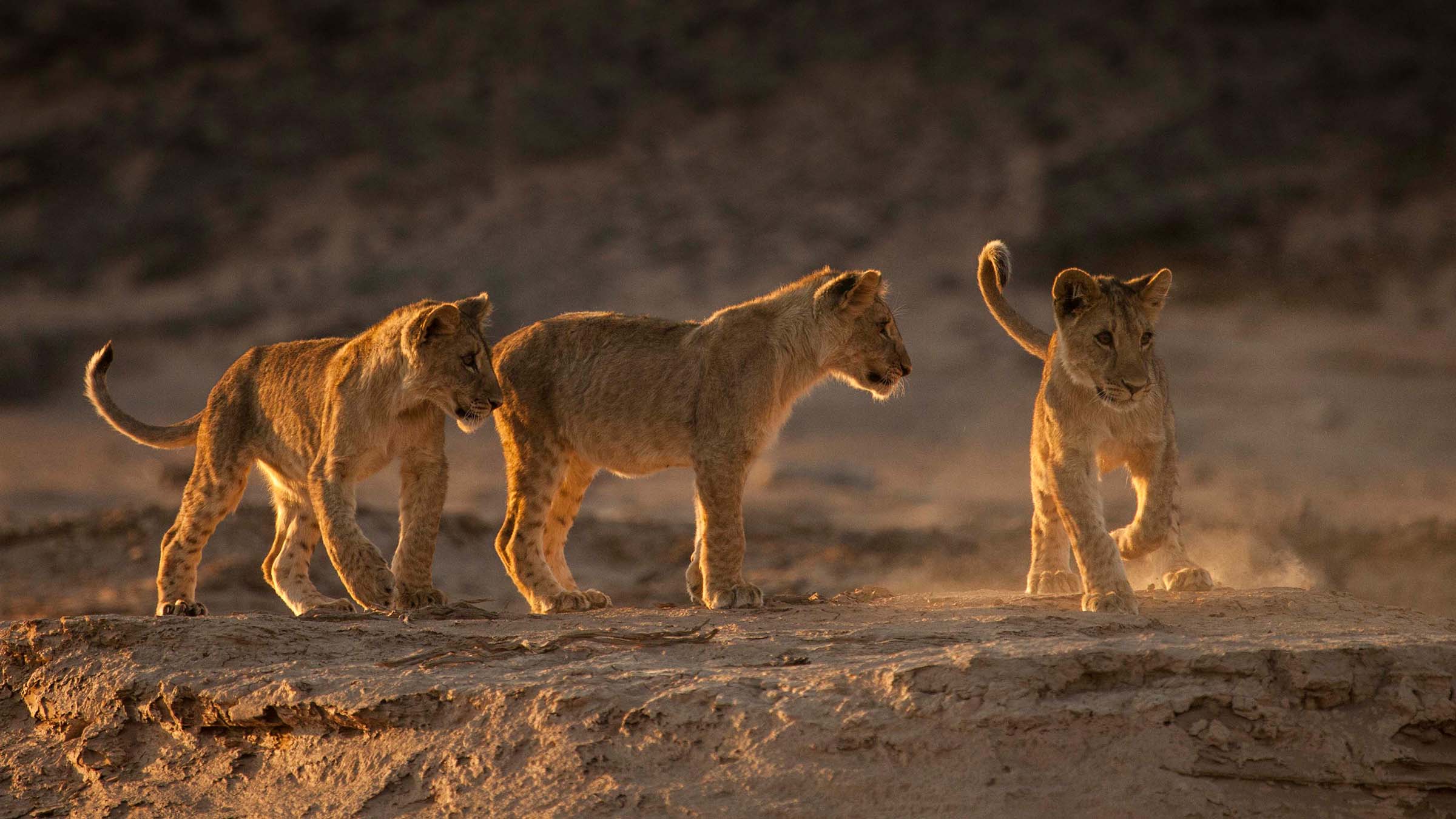 Three desert lion cubs playing. This is from Desert Lions: Surviving Skeleton Coast. [Photo of the day - December 2024]