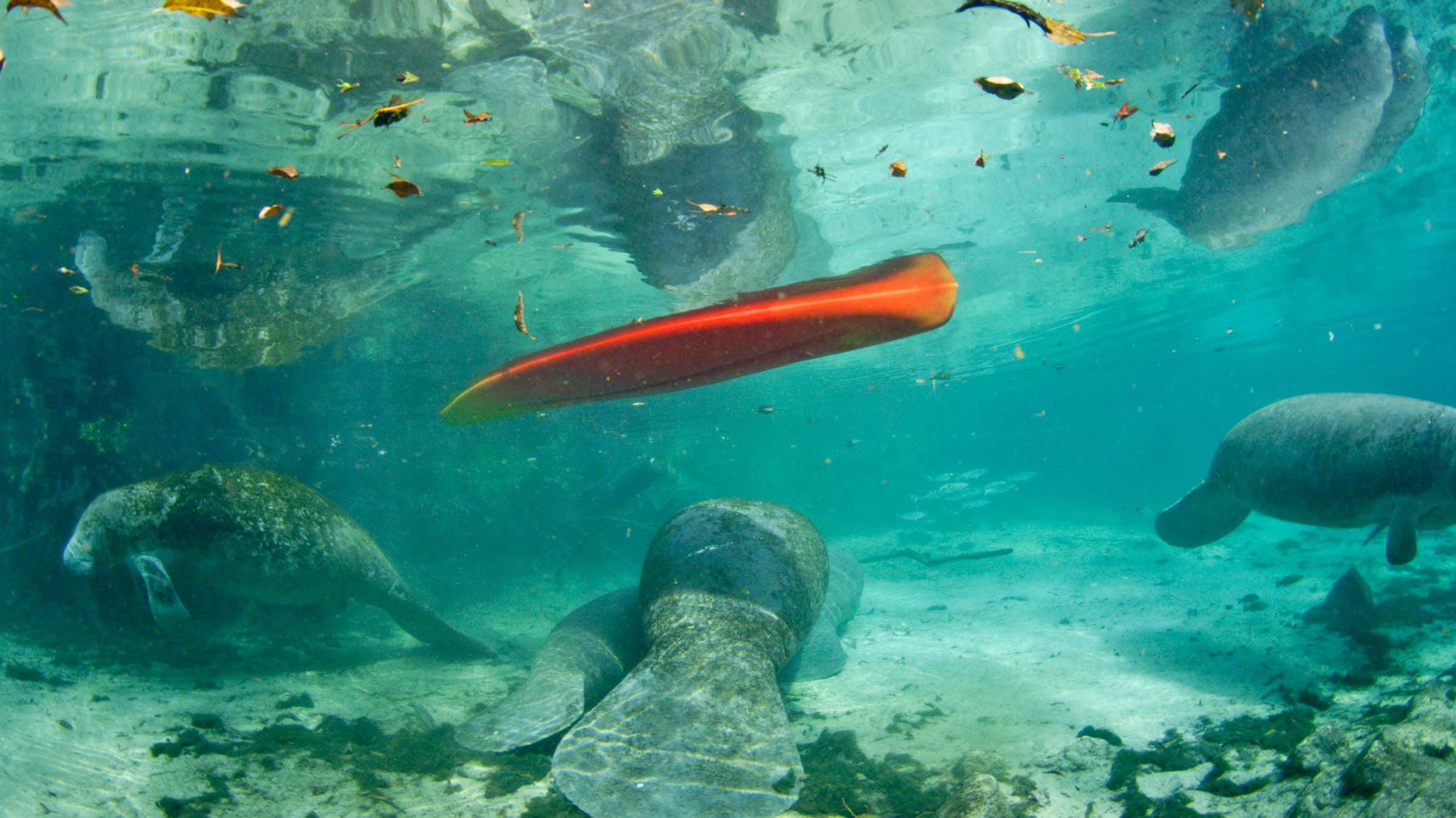 Underwatershot of Manatees swimming under a canooe in the Crystal River. This is from Florida... [Photo of the day - December 2024]