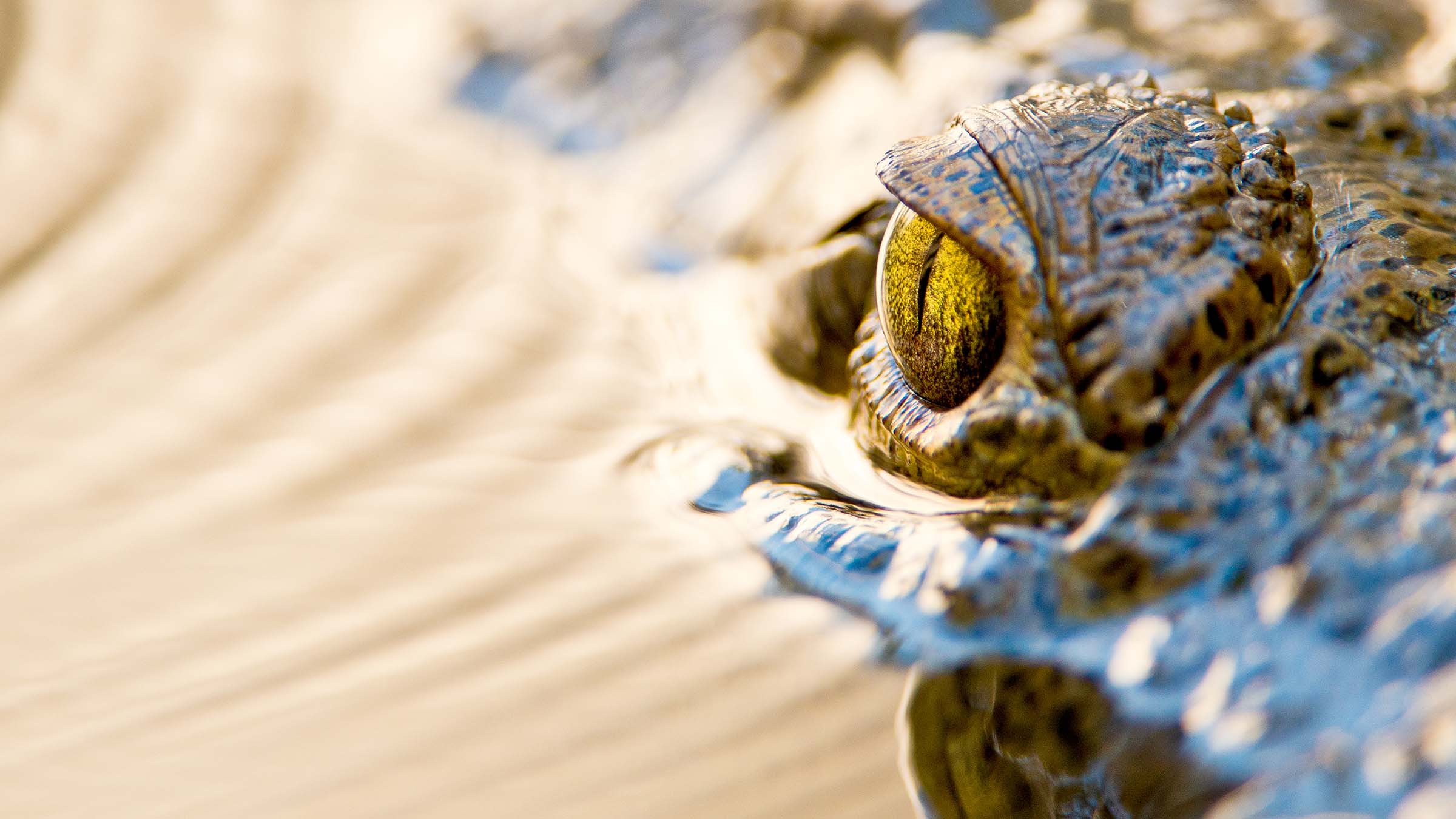 Crocodile swimming at the surface of the water. This is from Florida Untamed. [Photo of the day - December 2024]