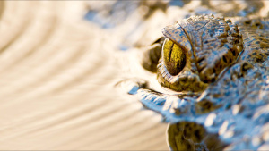 Crocodile swimming at the surface of... [Photo of the day - 26 DECEMBER 2024]