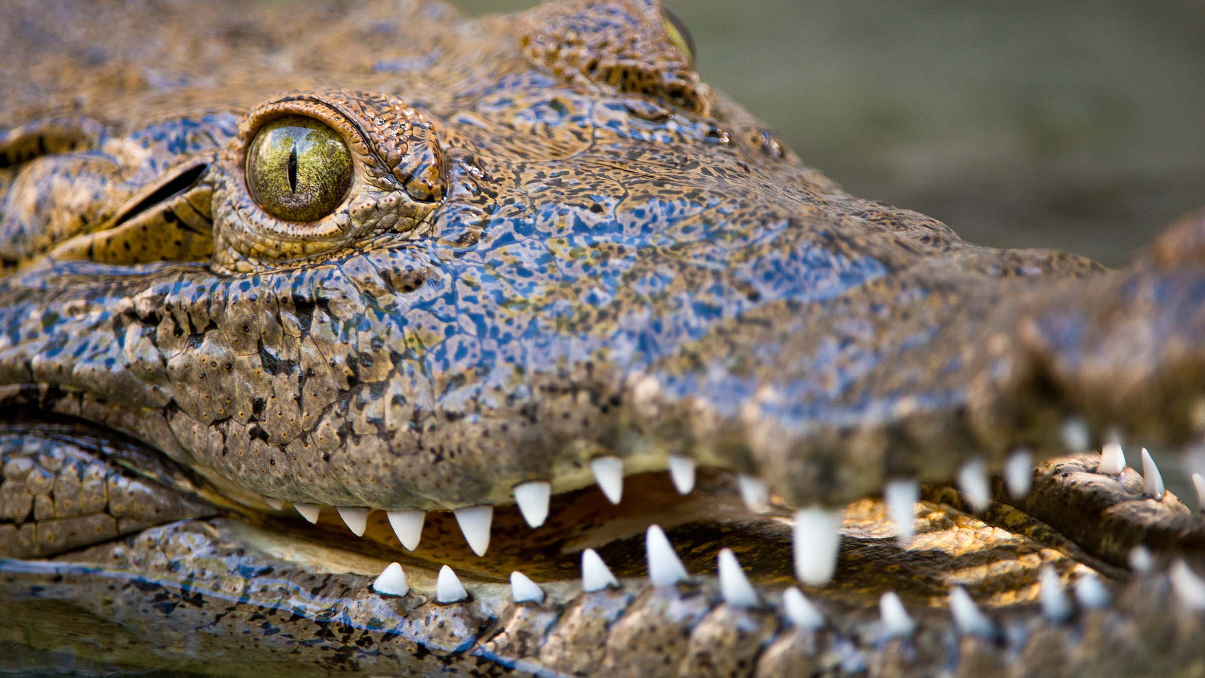 Crocodile swimming at the surface of the water. This is from Florida Untamed. [Photo of the day - ديسمبر 2024]