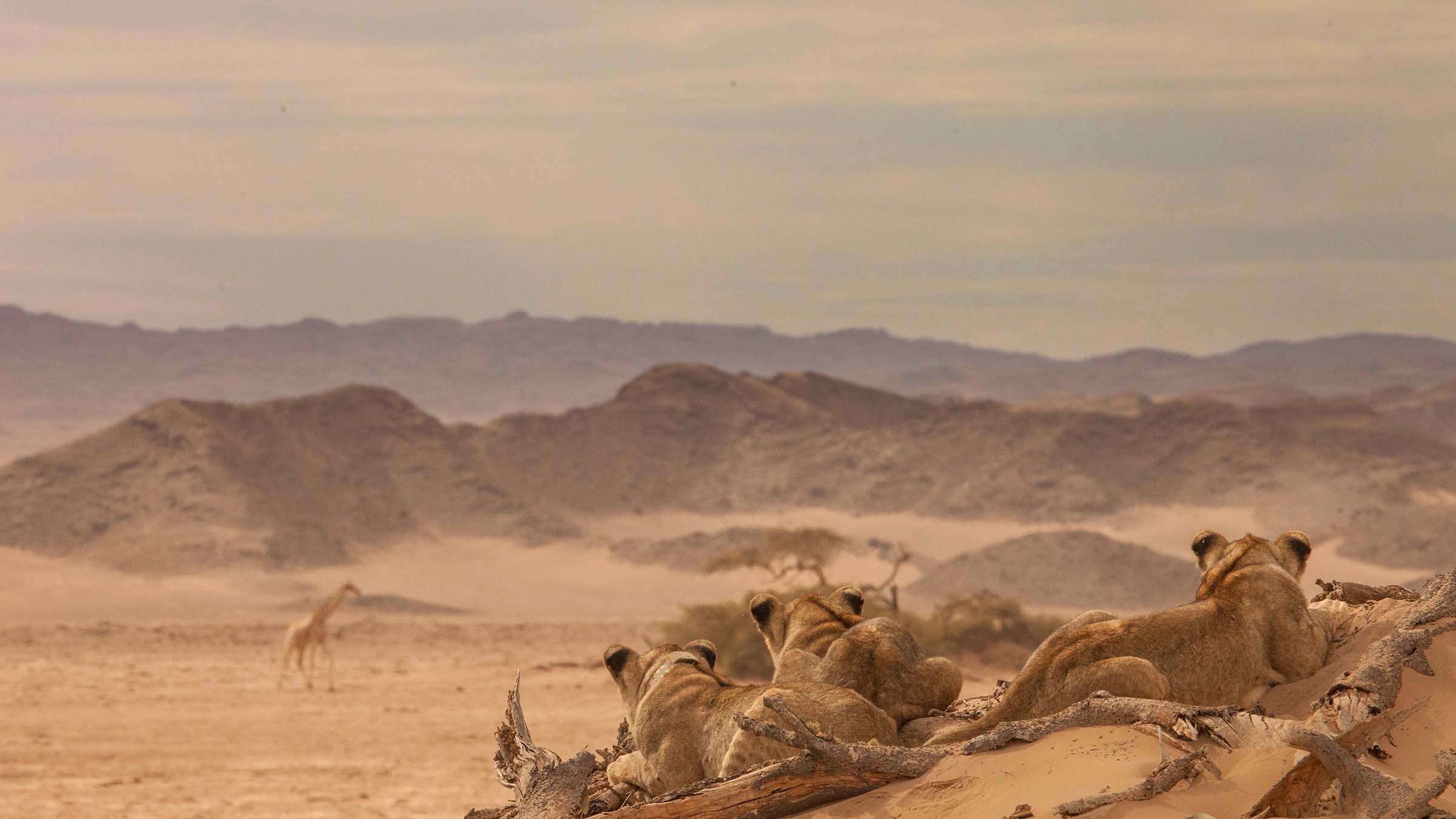 Three hungry orphaned desert lion cubs desperately staring at a giraffe as they walk past. This... [Photo of the day - December 2024]