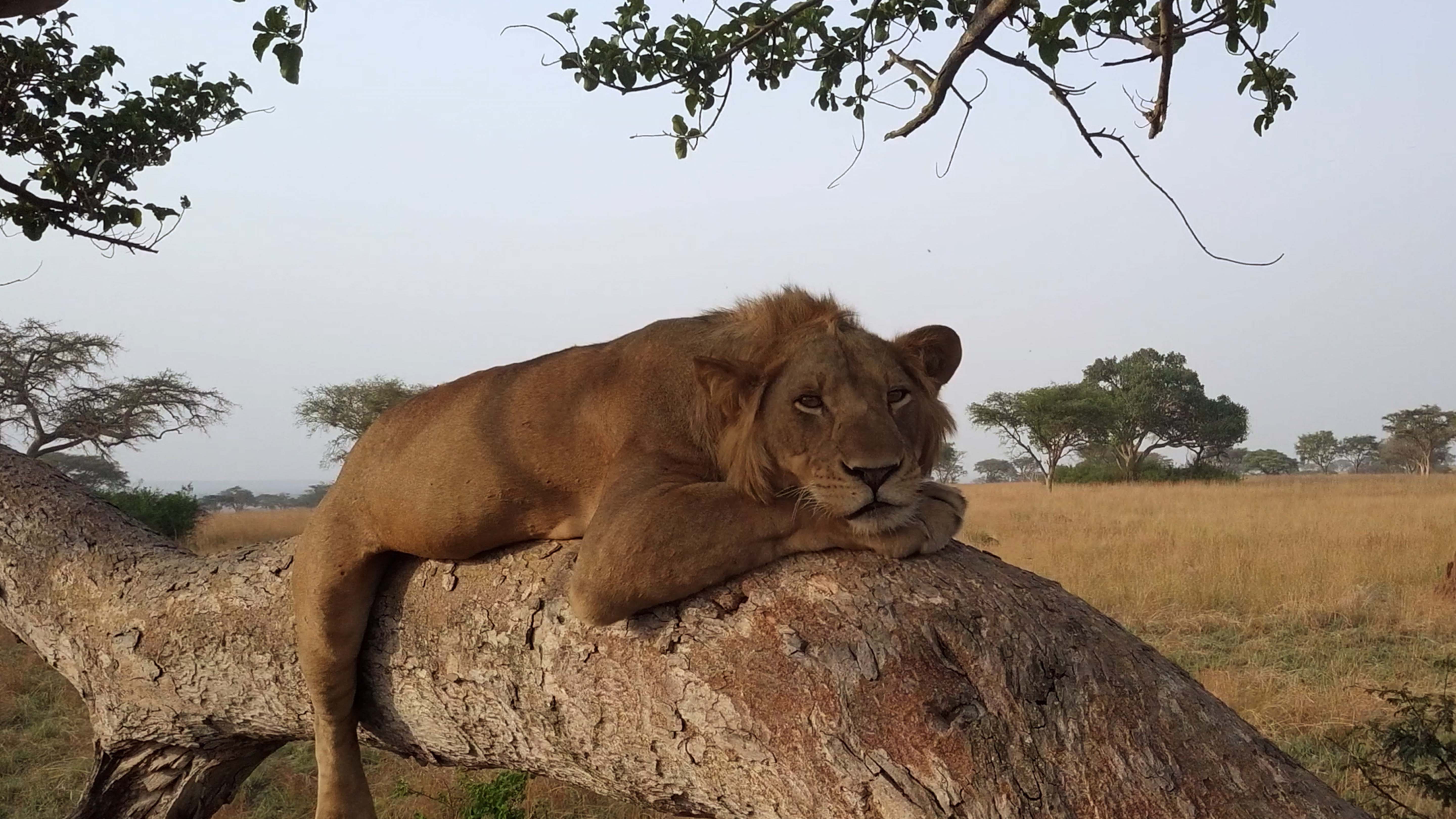 A male lion sits in fig tree. This is from Tree Climbing Lions. [Photo of the day - February 2025]