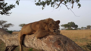 A male lion sits in fig tree. This... [Photo of the day -  1 FEBRUARY 2025]