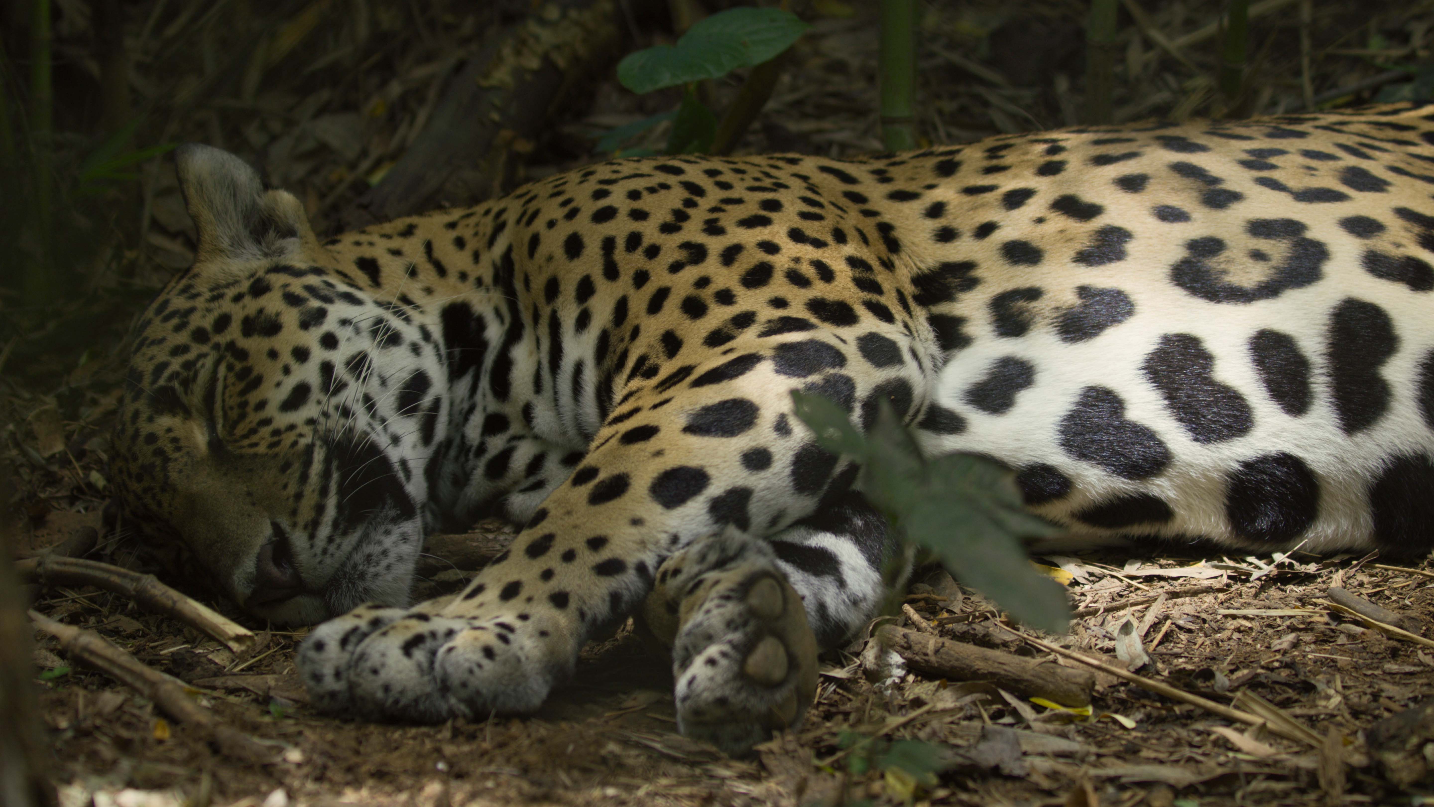 A jaguar sleeps in Santa Rosa National Park, Costa Rica. This is from Jaguar Beach. [Photo of the day - February 2025]