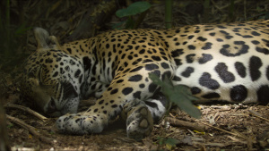 A jaguar sleeps in Santa Rosa... [Photo of the day -  3 FEBRUARY 2025]