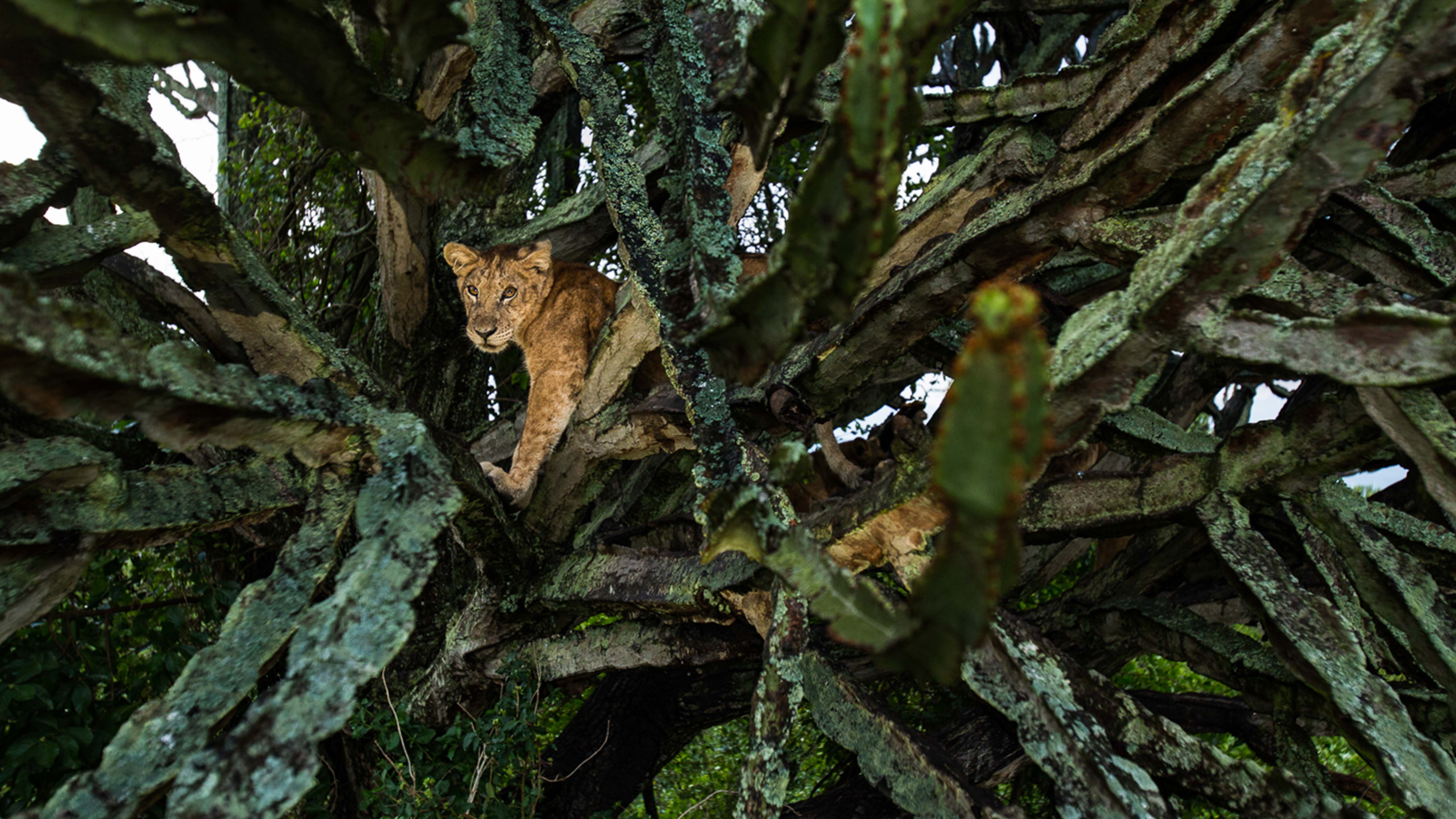 A lion cub nestled in a euphorbia tree. This is from Tree Climbing Lions. [Photo of the day - February 2025]