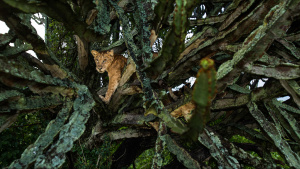 A lion cub nestled in a euphorbia... [Photo of the day -  4 FEBRUARY 2025]