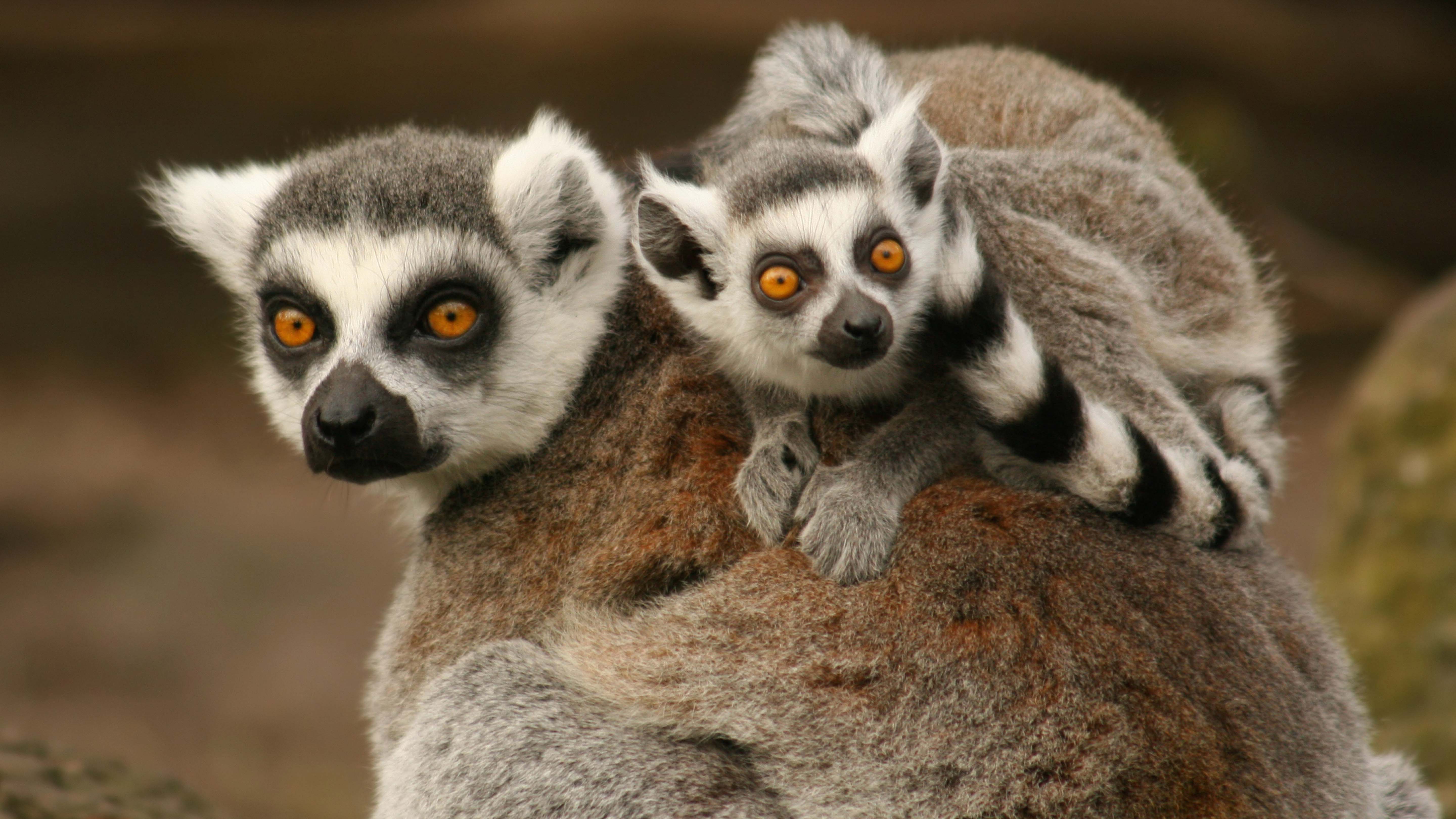 Young Ring Tailed Lemurs will ride on their mothers back until they are around eight months old.... [Photo of the day - February 2025]