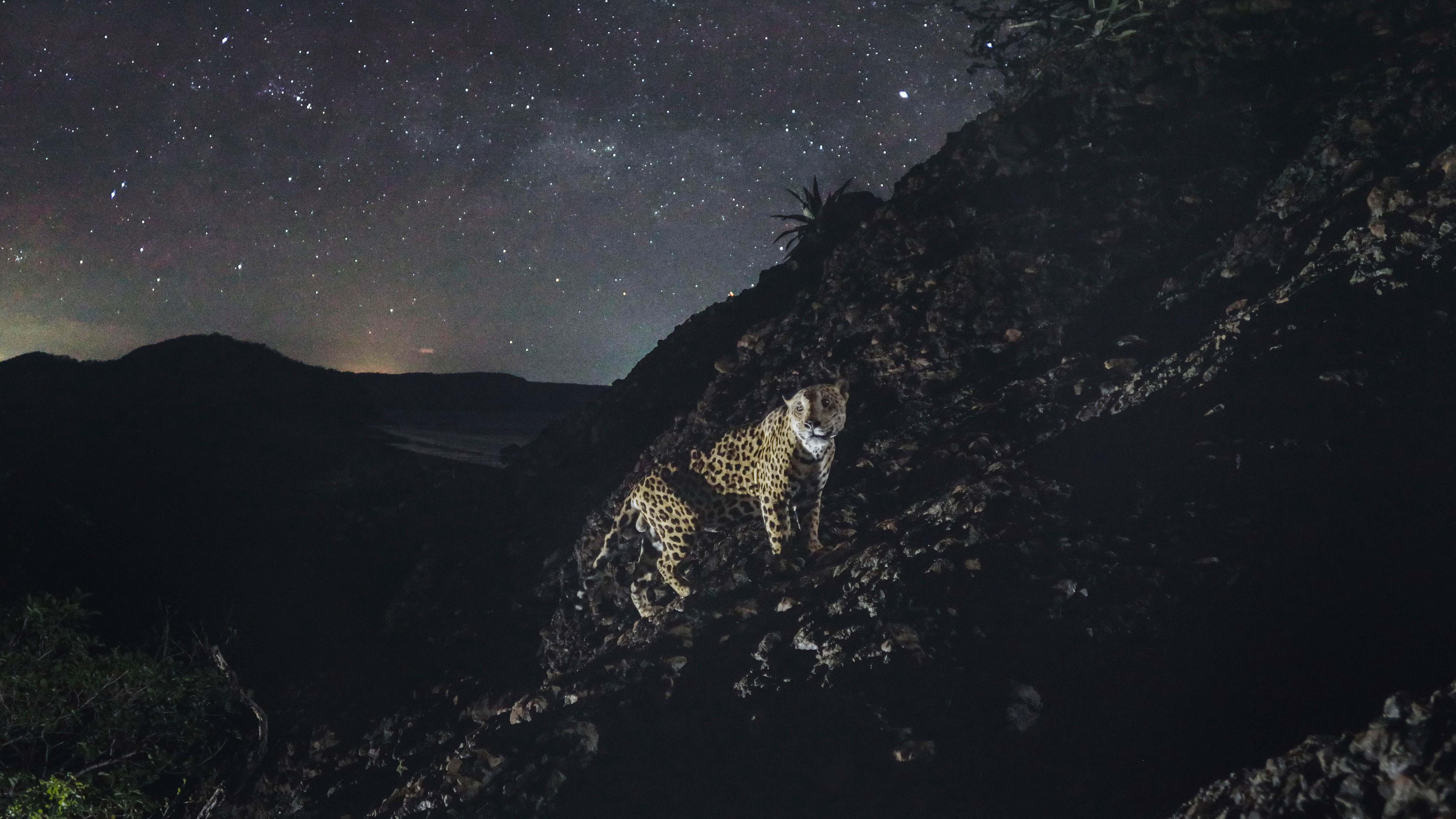 A jaguar in Santa Rosa National Park, Costa Rica. This is from Jaguar Beach. [Photo of the day - February 2025]