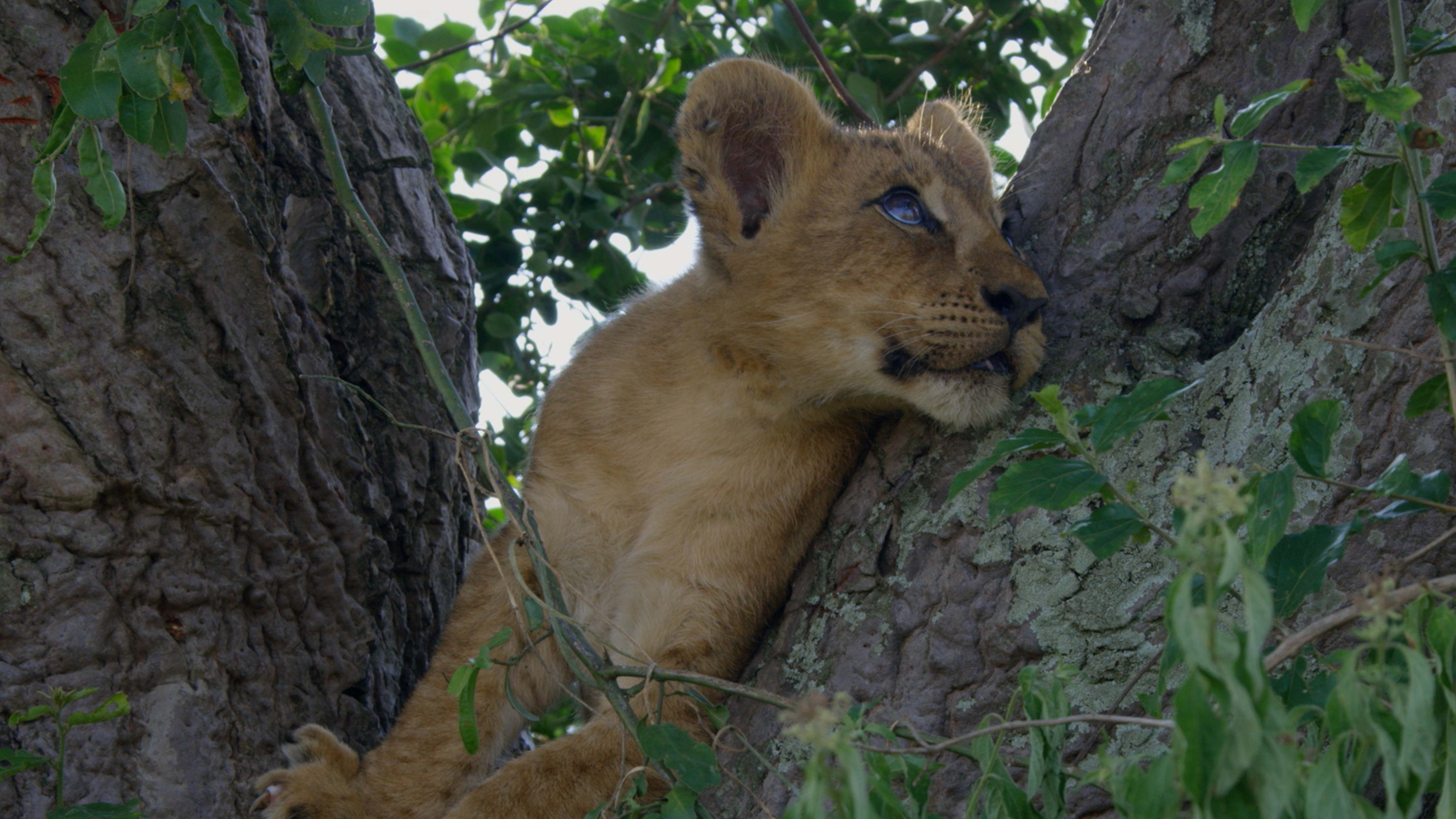 A male lion in a fig tree. This is from Tree Climbing Lions. [Photo of the day - February 2025]