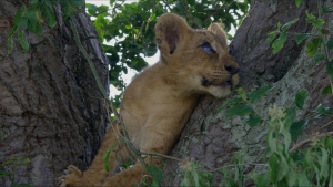 A male lion in a fig tree. This is... [Photo of the day -  8 FEBRUARY 2025]