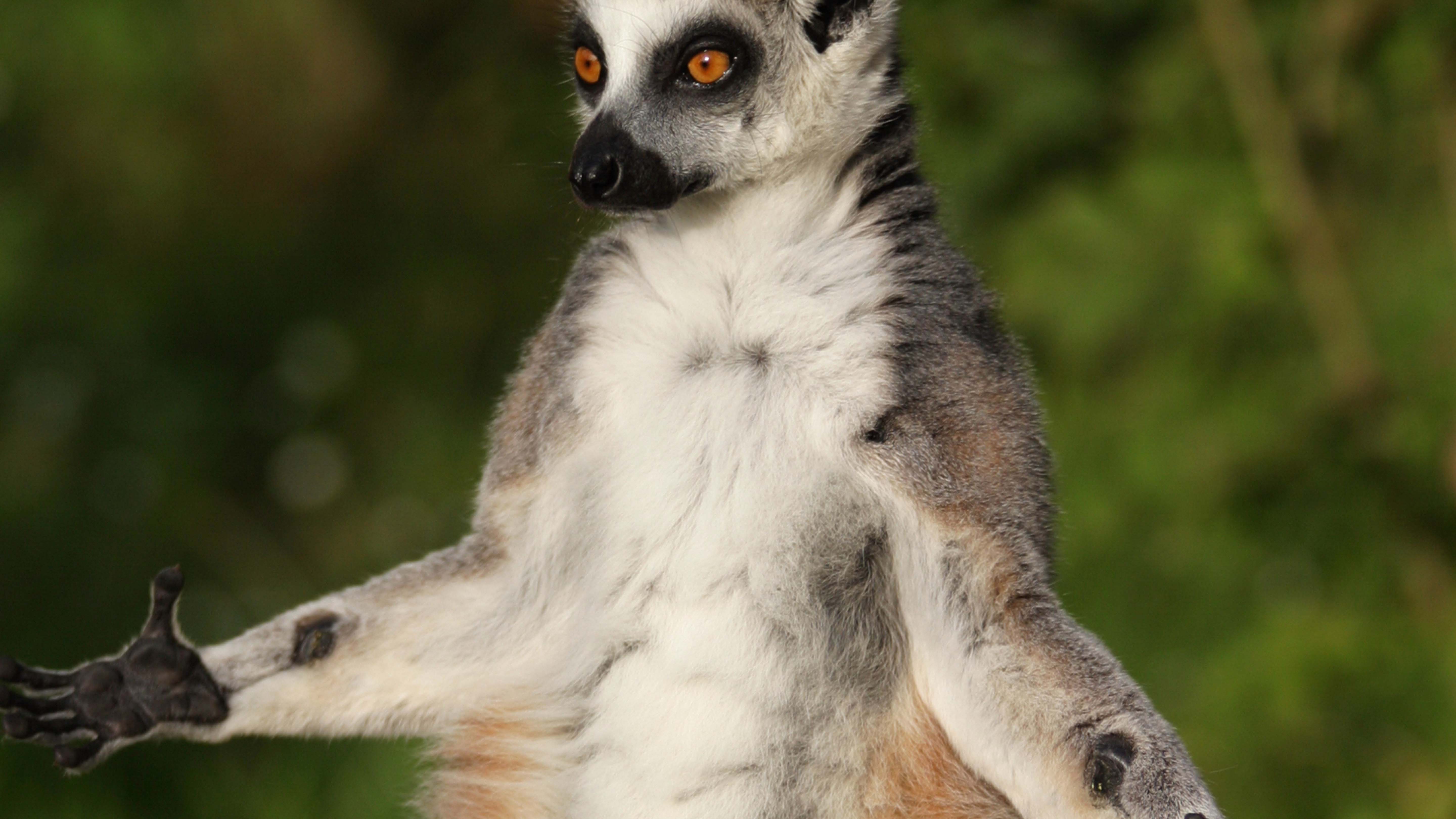 Ring Tailed Lemurs stop often to bask in the Madagascar sun. This is from Ladagascar Legendary... [Photo of the day - February 2025]