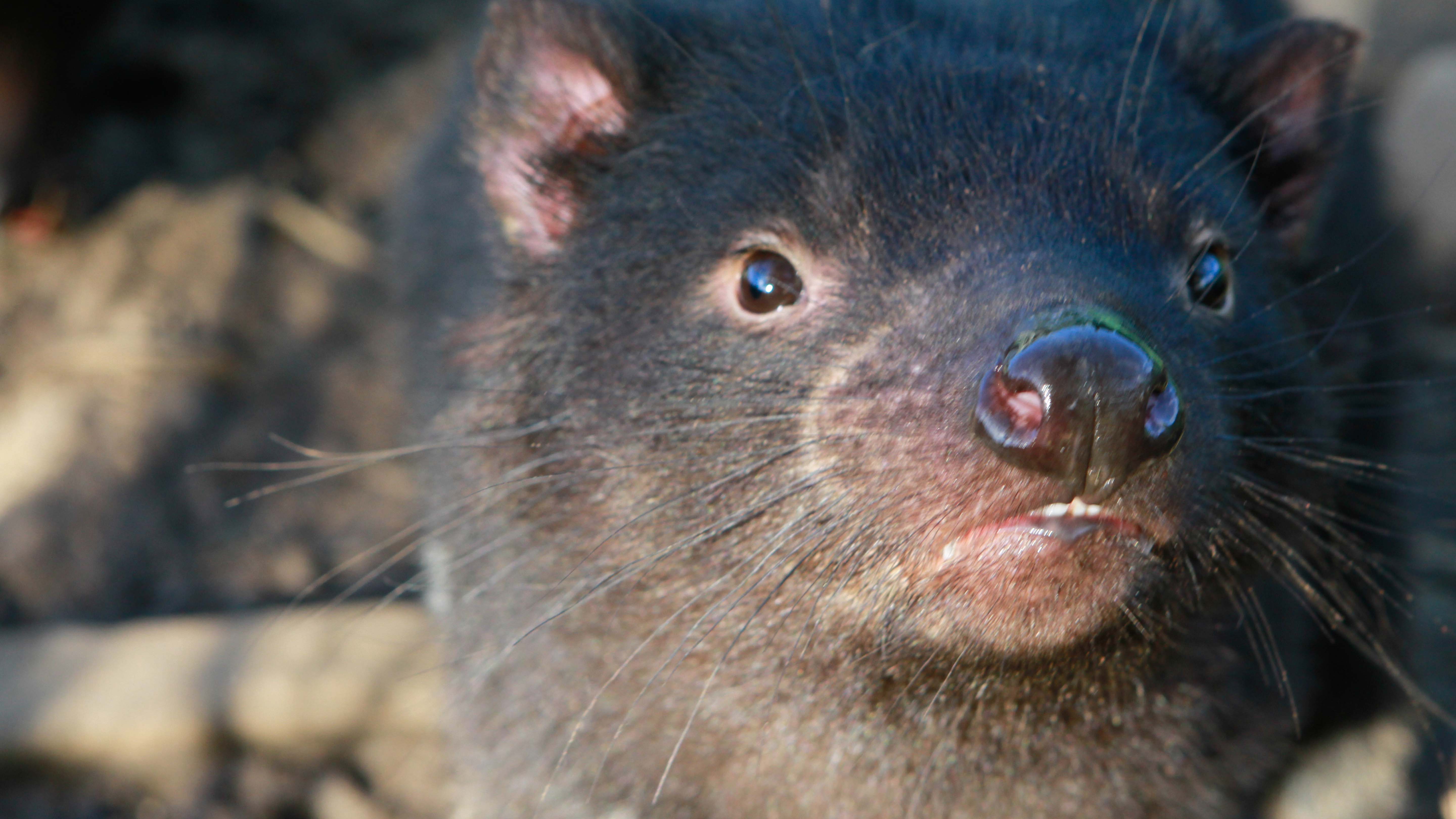 Tasmania: The Tasmanian devil¡¦s body build could be compared to that of a great white shark:... [Photo of the day - February 2025]