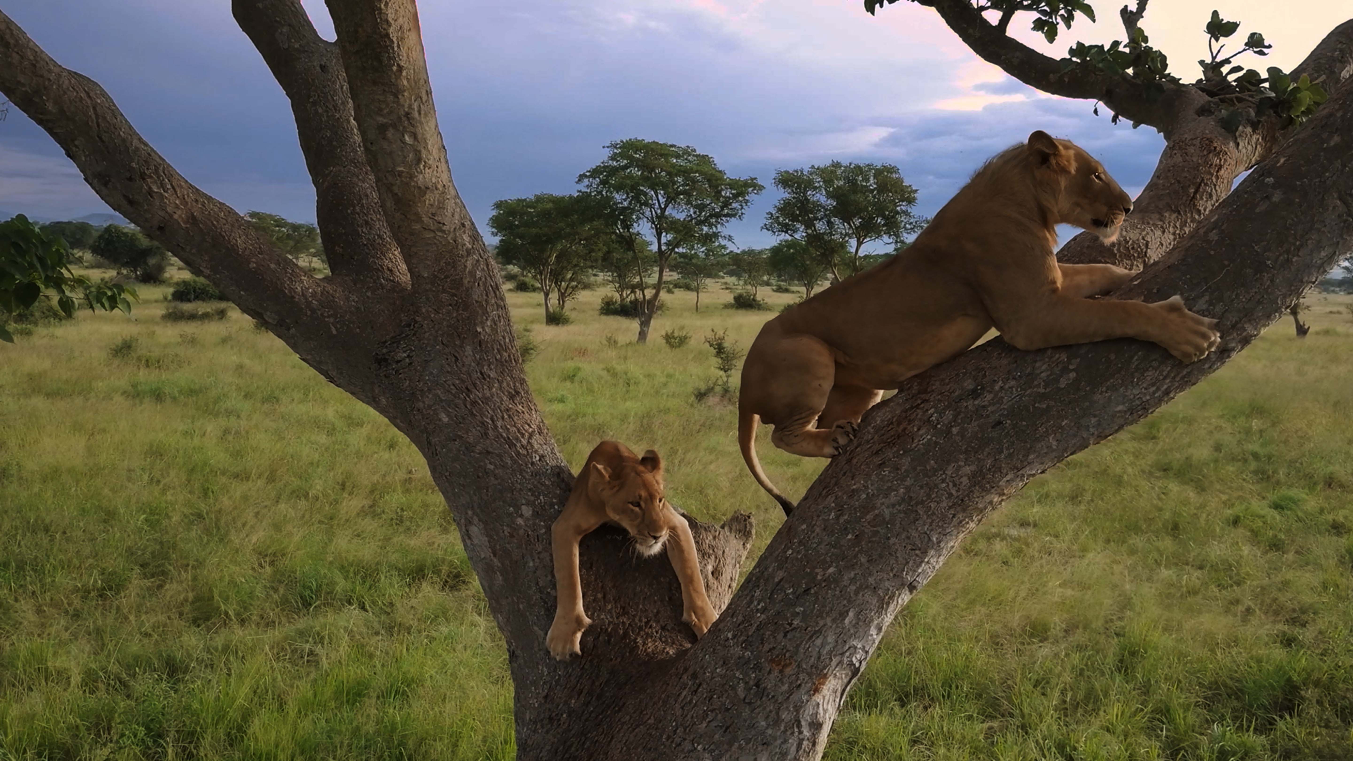 Two lions climbing fig tree. This is from Tree Climbing Lions. [Photo of the day - February 2025]