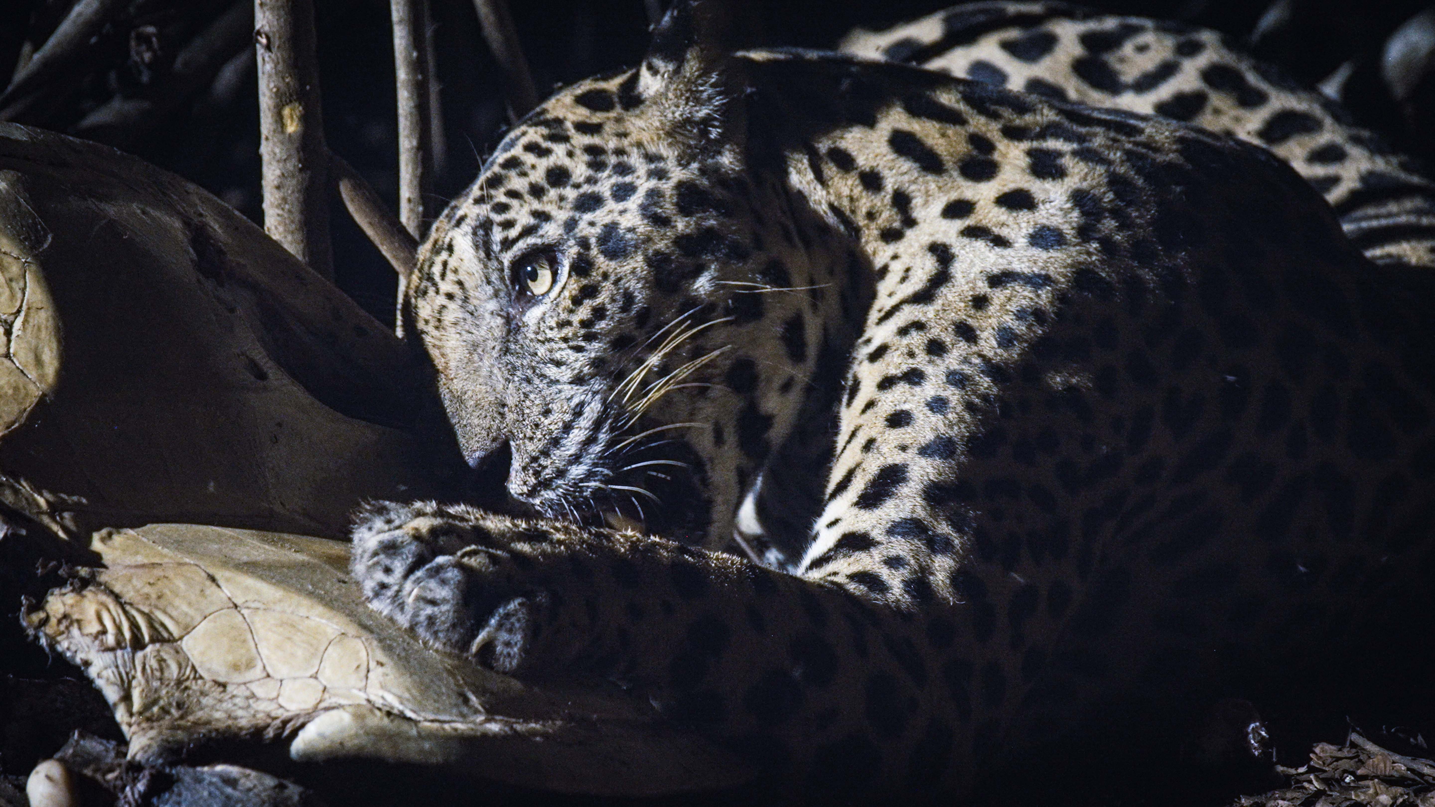 A jaguar feeds on a sea turtle in Santa Rosa National Park, Costa Rica. This is from Jaguar Beach. [Photo of the day - February 2025]