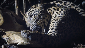 A jaguar feeds on a sea turtle in... [Photo of the day - 13 FEBRUARY 2025]