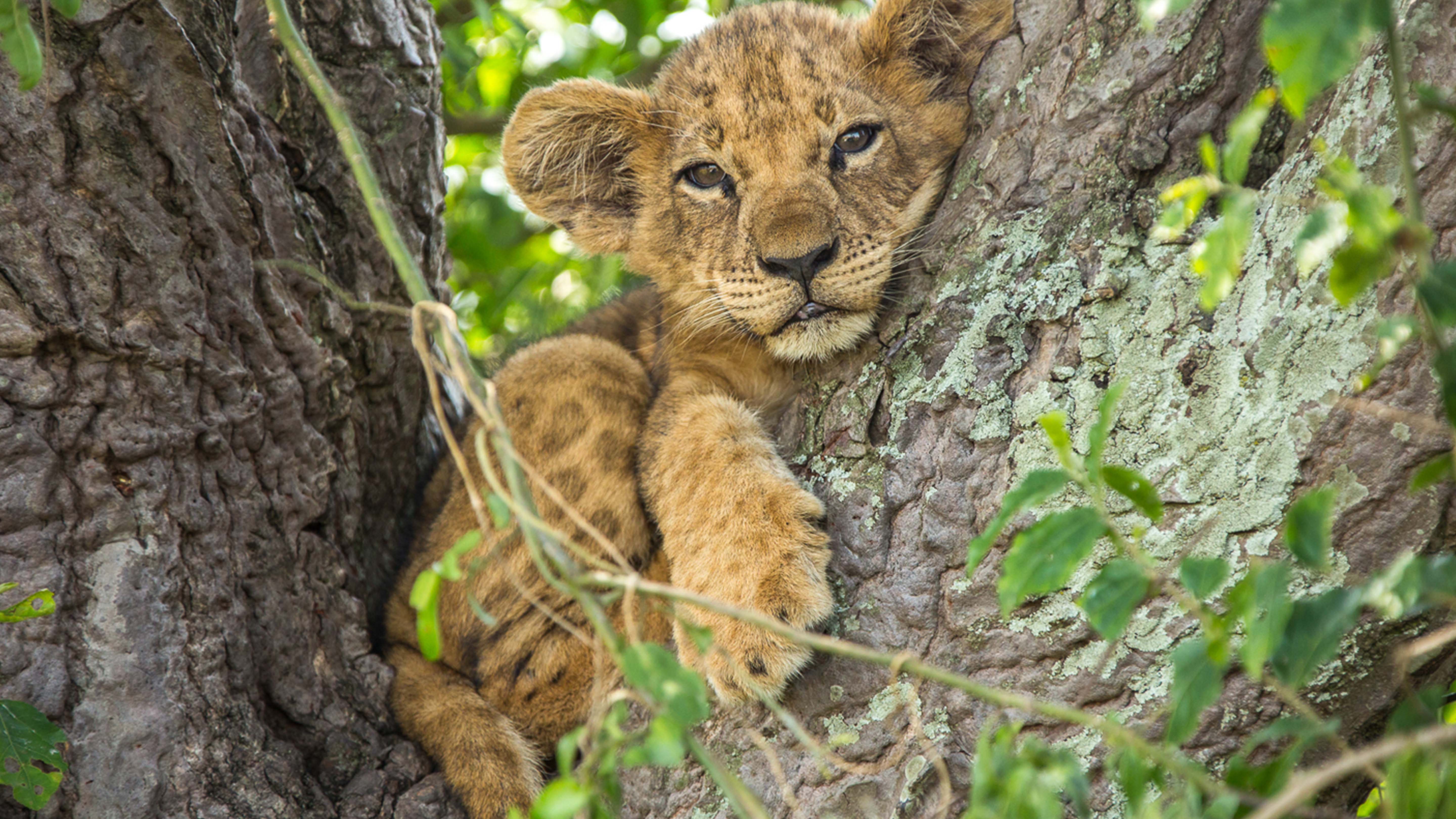 A young lion cub nestled in fork of tree. This is from Tree Climbing Lions. [Photo of the day - February 2025]