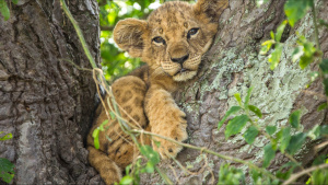 A young lion cub nestled in fork of... [Photo of the day - 14 FEBRUARY 2025]