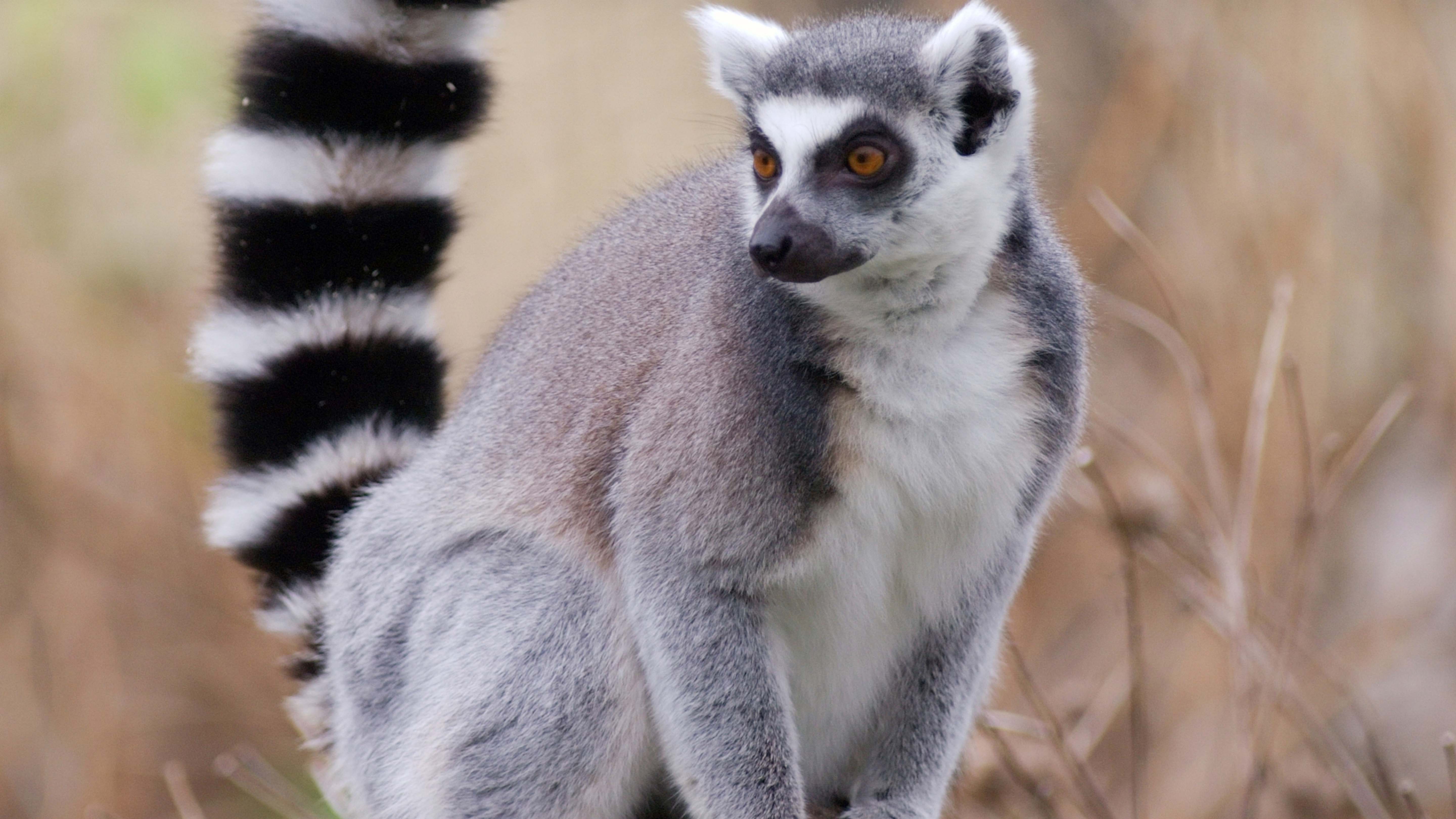 A Ring tailed Lemurs use their tails for balancing in trees and so they can easily find one... [Photo of the day - February 2025]