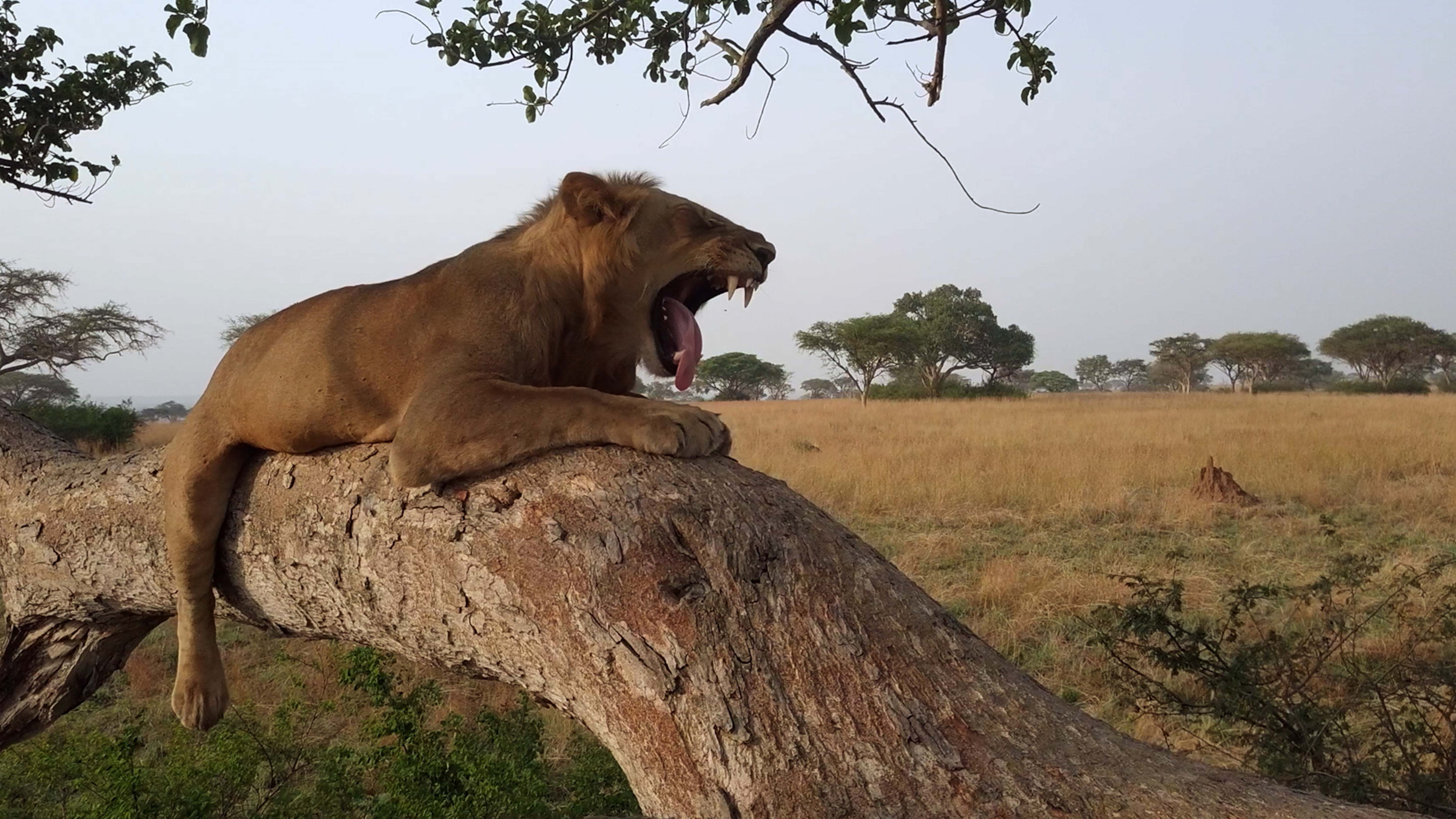 A male lion sits in fig tree. This is from Tree Climbing Lions. [Photo of the day - February 2025]