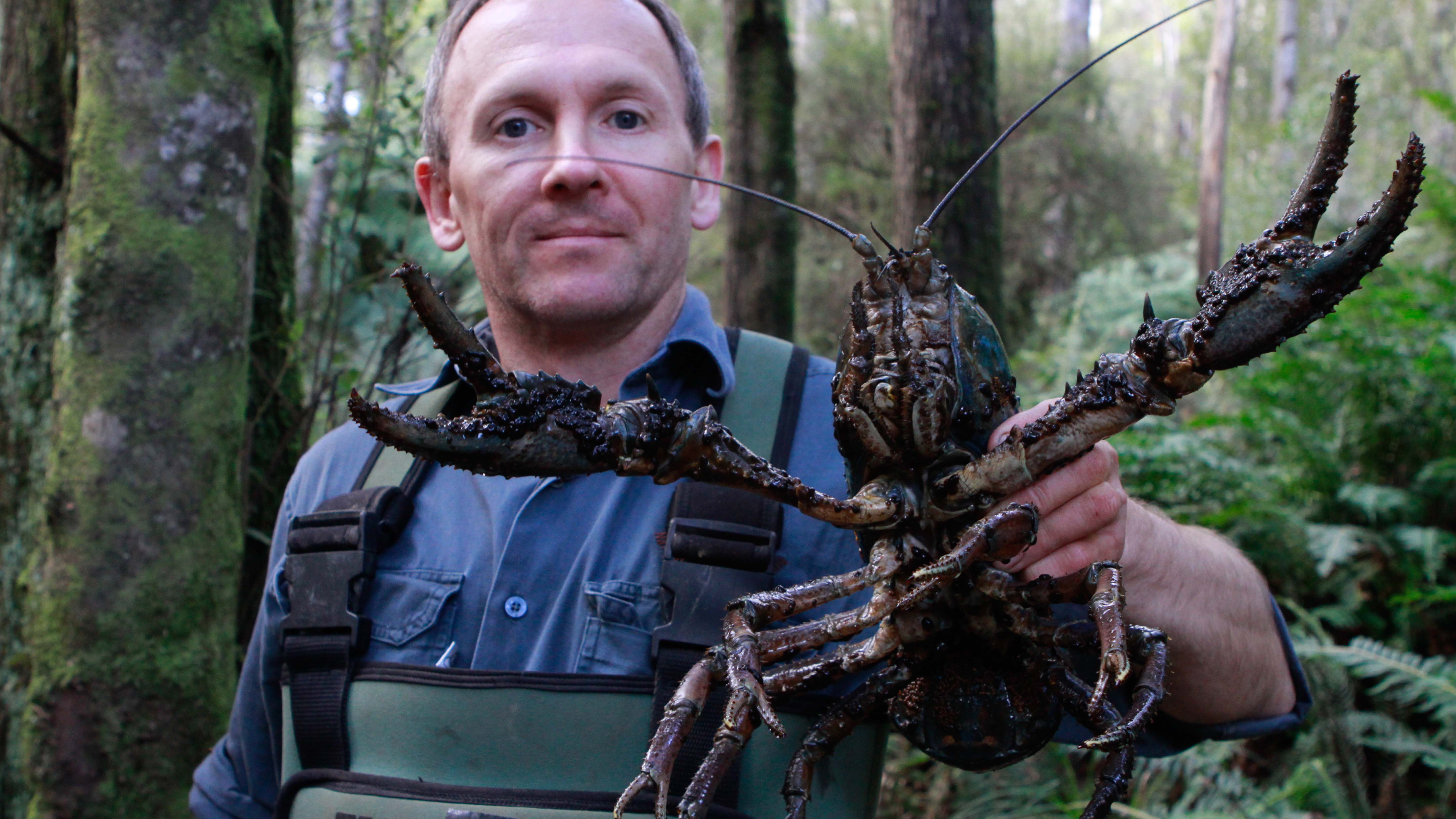 Tasmania: Todd Walsh with the Giant Freshwater Crayfish. This is from Freeks and Creeps. [Photo of the day - February 2025]