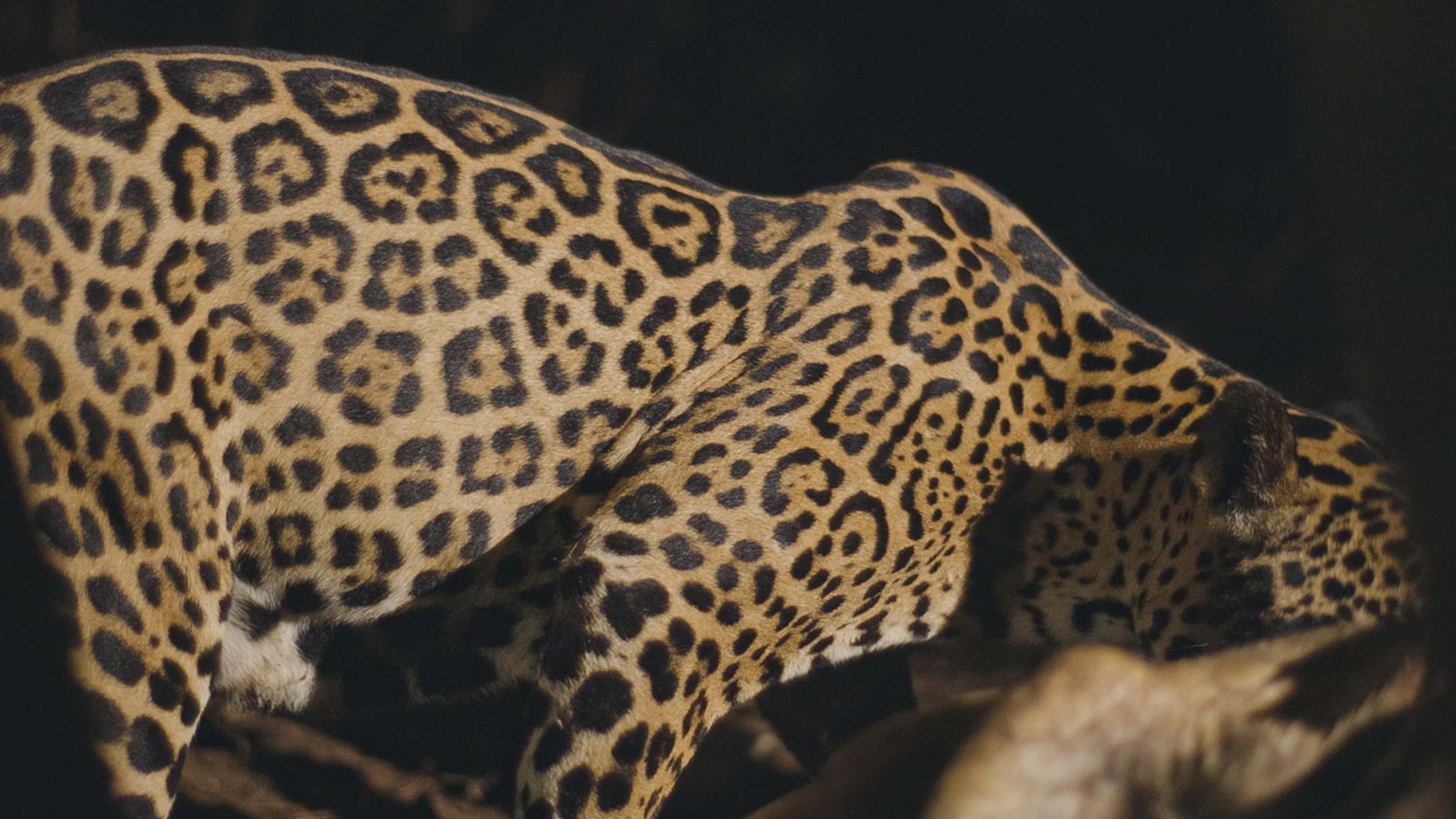 A jaguar in Santa Rosa National Park, Costa Rica. This is from Jaguar Beach. [Photo of the day - February 2025]