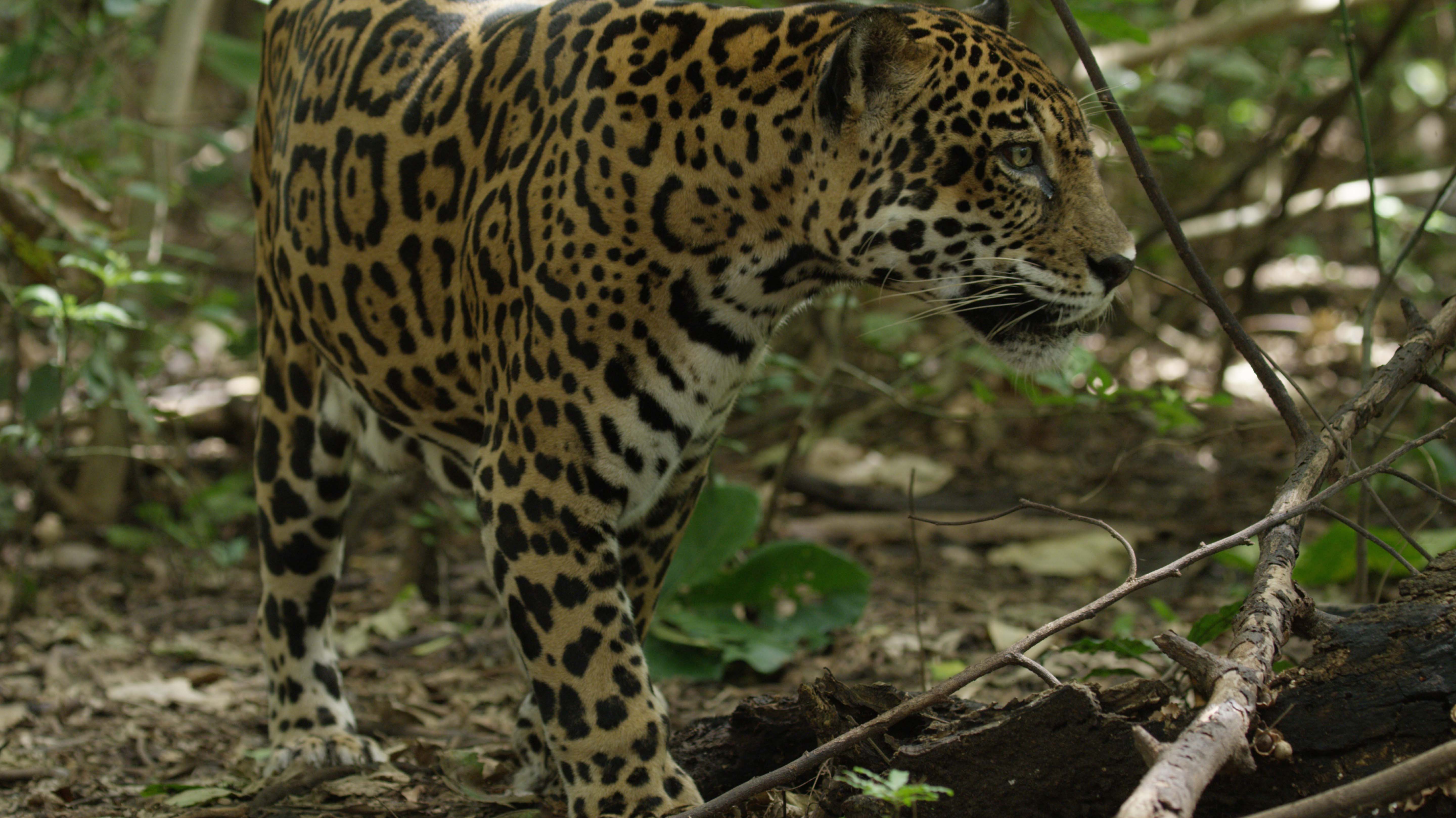 Jaguar roaming the Guanacaste dry forests. This is from Jaguar Beach. [Photo of the day - February 2025]