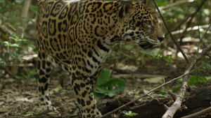 Jaguar roaming the Guanacaste dry... [Photo of the day - 27 FEBRUARY 2025]