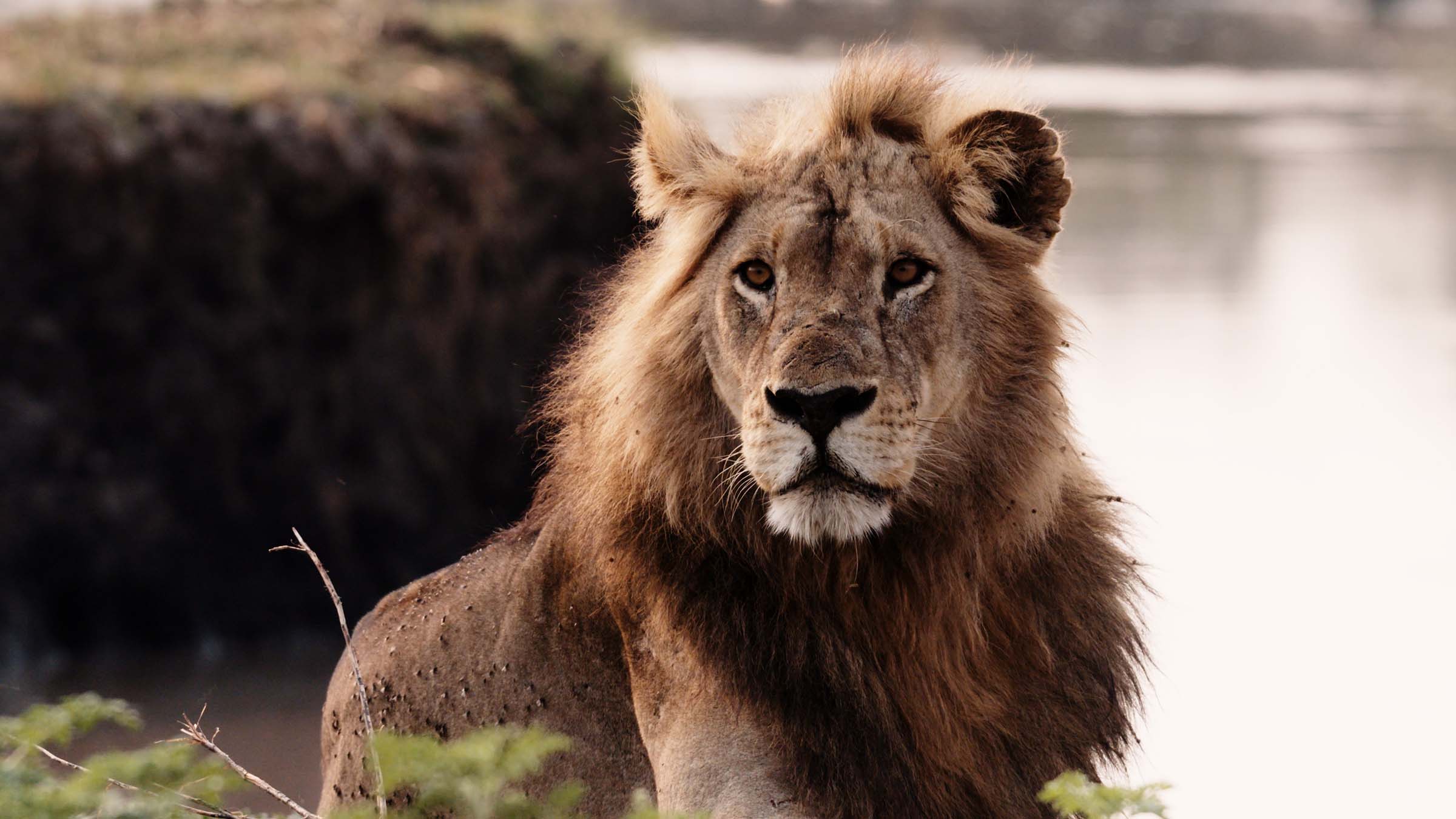 A male lion standing beside the water. This is from Katavi - Africa's Fallen Paradise. [Photo of the day - مارس 2025]