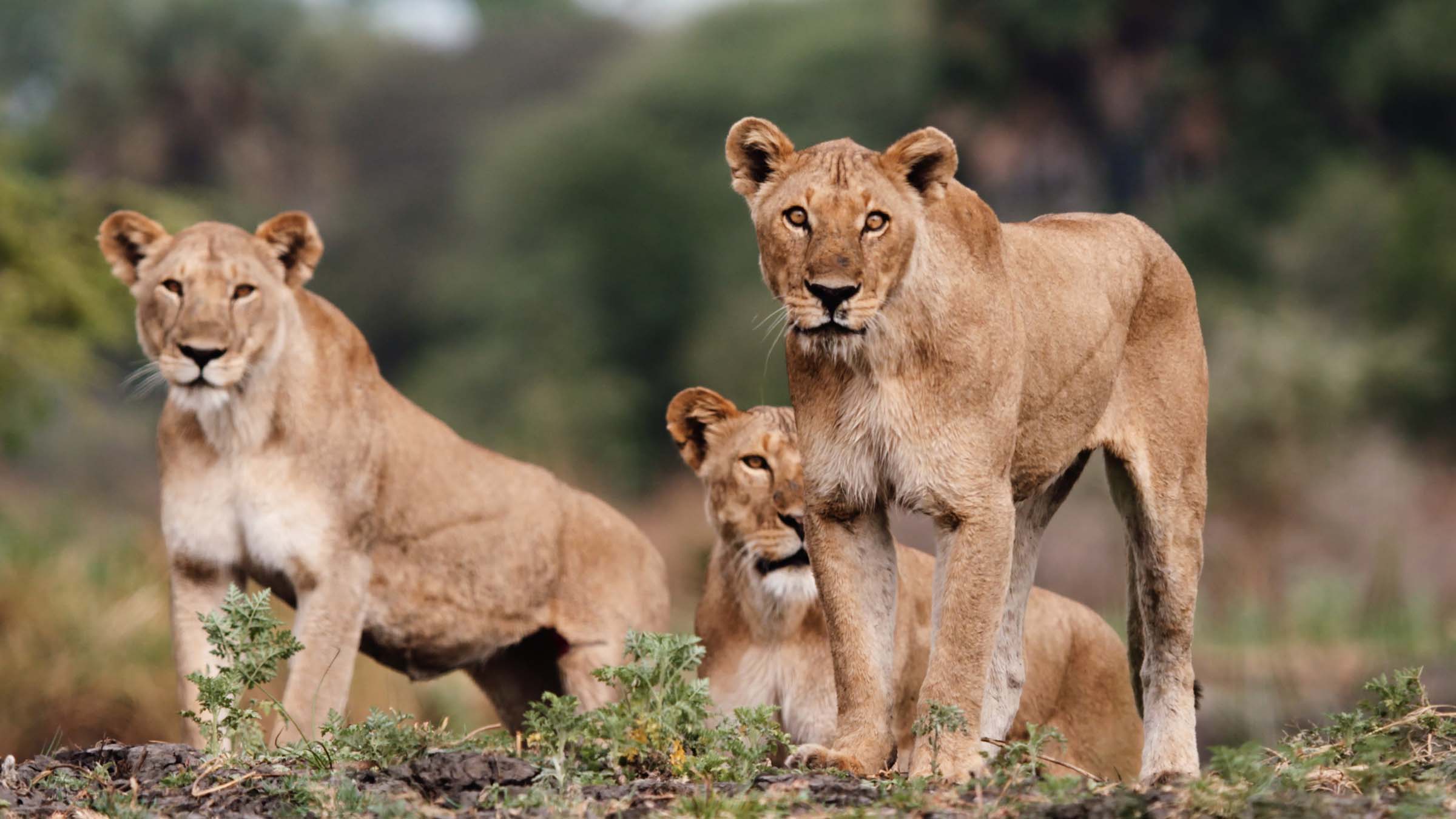 A pride of lions gaze into the distance. This is from Katavi - Africa's Fallen Paradise. [Photo of the day - March 2025]