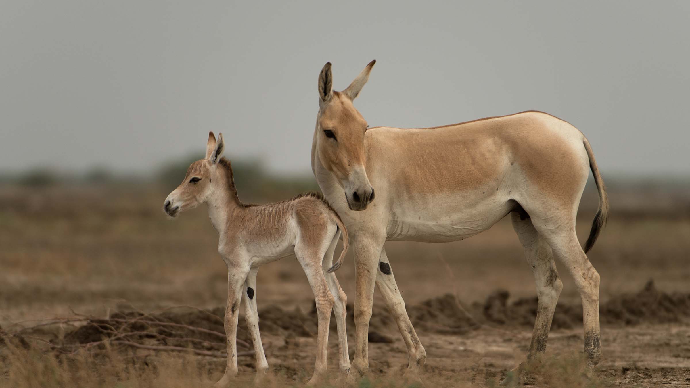 Indian Wild Ass with a foal. This is from Wild India: Destination Wild. [Photo of the day - March 2025]