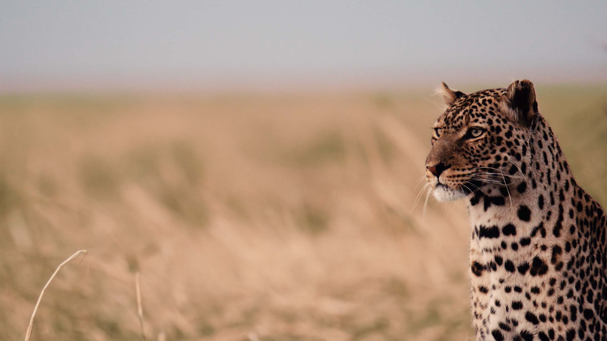 A leopard looks into the distance. This is from Katavi - Africa's Fallen Paradise. [Photo of the day - March 2025]