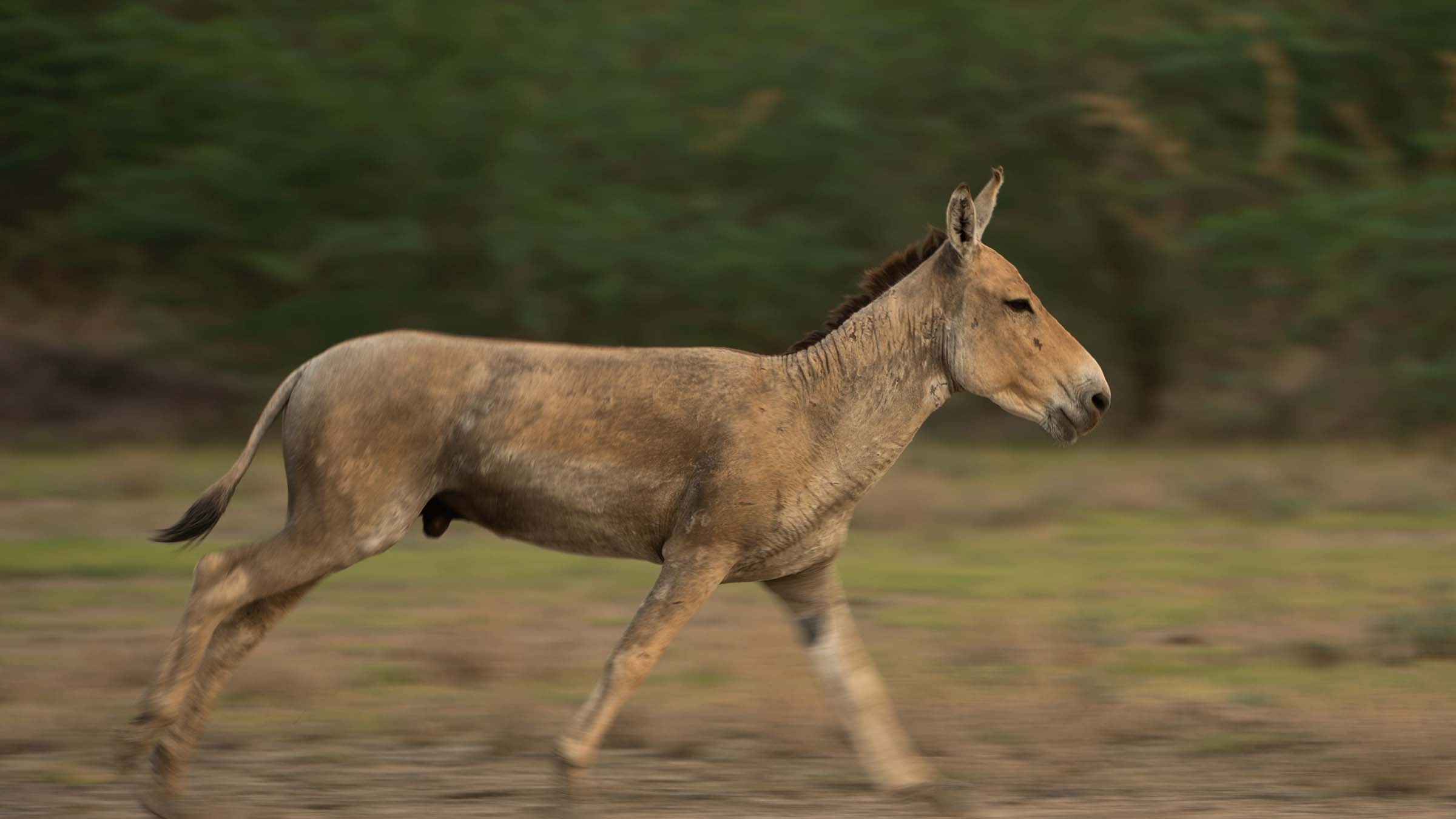 Indian Wild Ass running.  This is from Wild India: Destination Wild. [Photo of the day - March 2025]