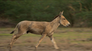 Indian Wild Ass running.  This is... [Photo of the day - 12 MARCH 2025]