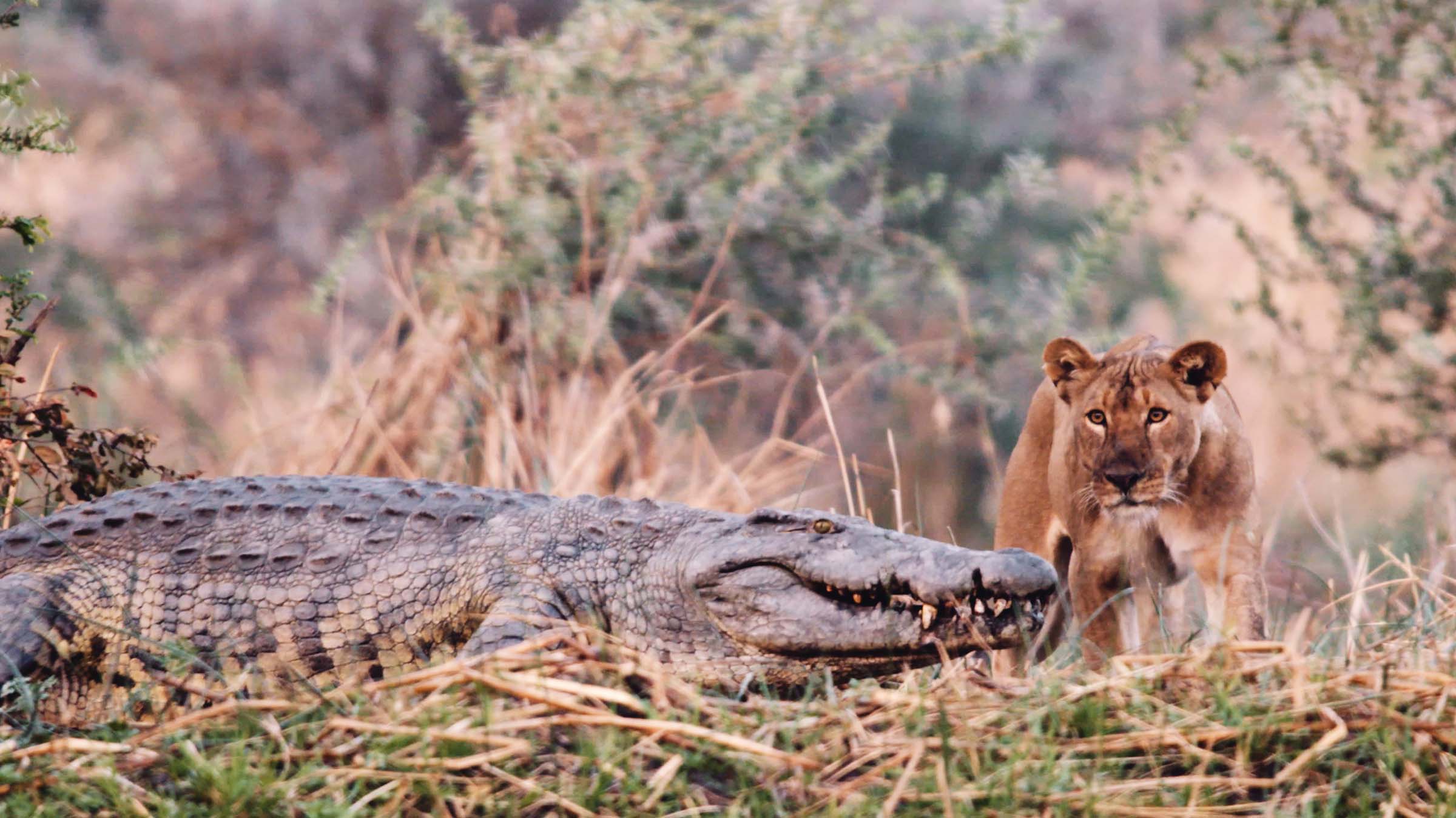 A crocodile and a lioness come face to face. This is from Katavi - Africa's Fallen Paradise. [Photo of the day - March 2025]