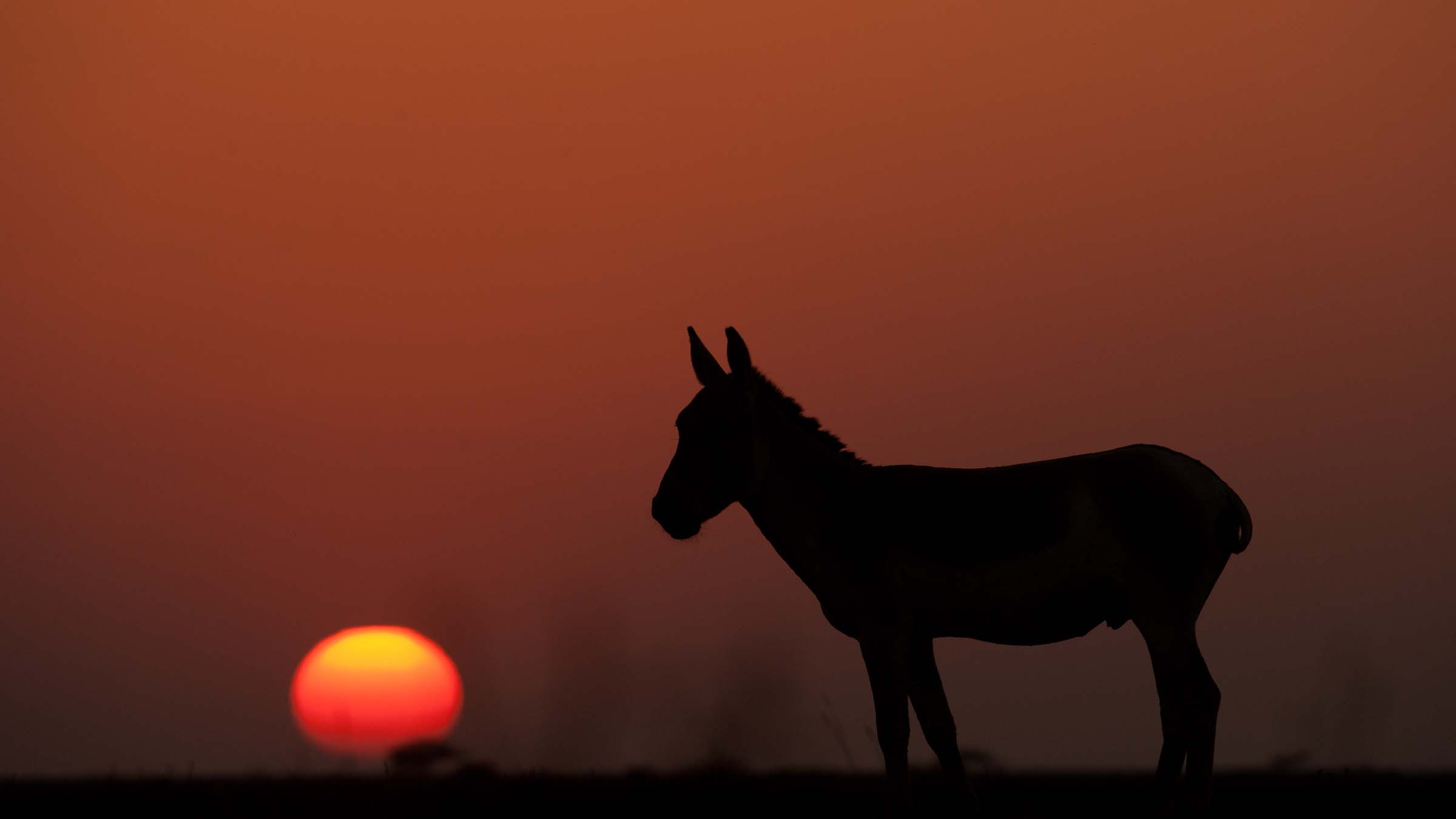 A silhouette of an Indian Wild Ass.  This is from Wild India: Destination Wild. [Photo of the day - March 2025]