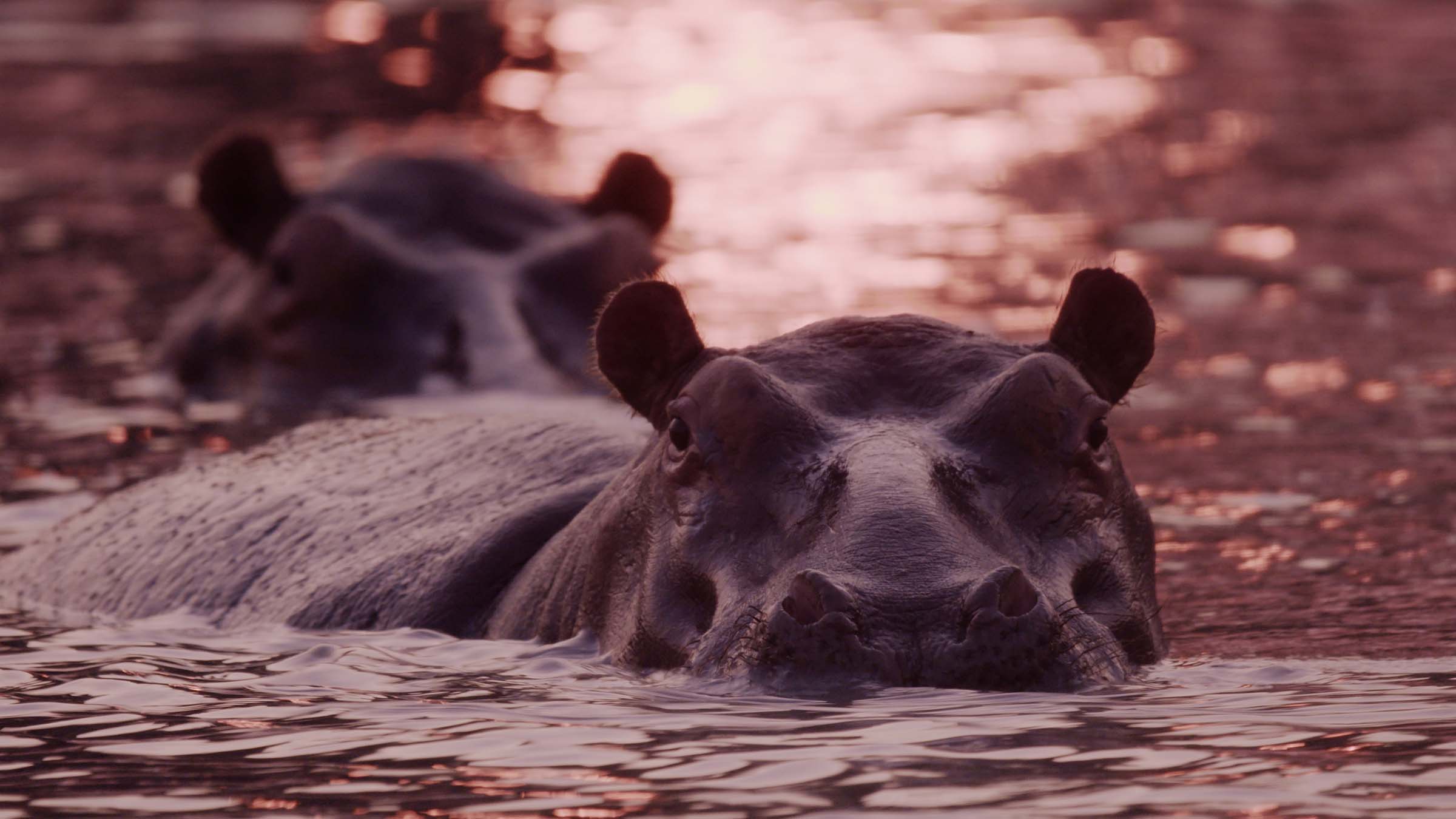 Two hippopotamuses walk through water. This is from Katavi - Africa's Fallen Paradise. [Photo of the day - March 2025]