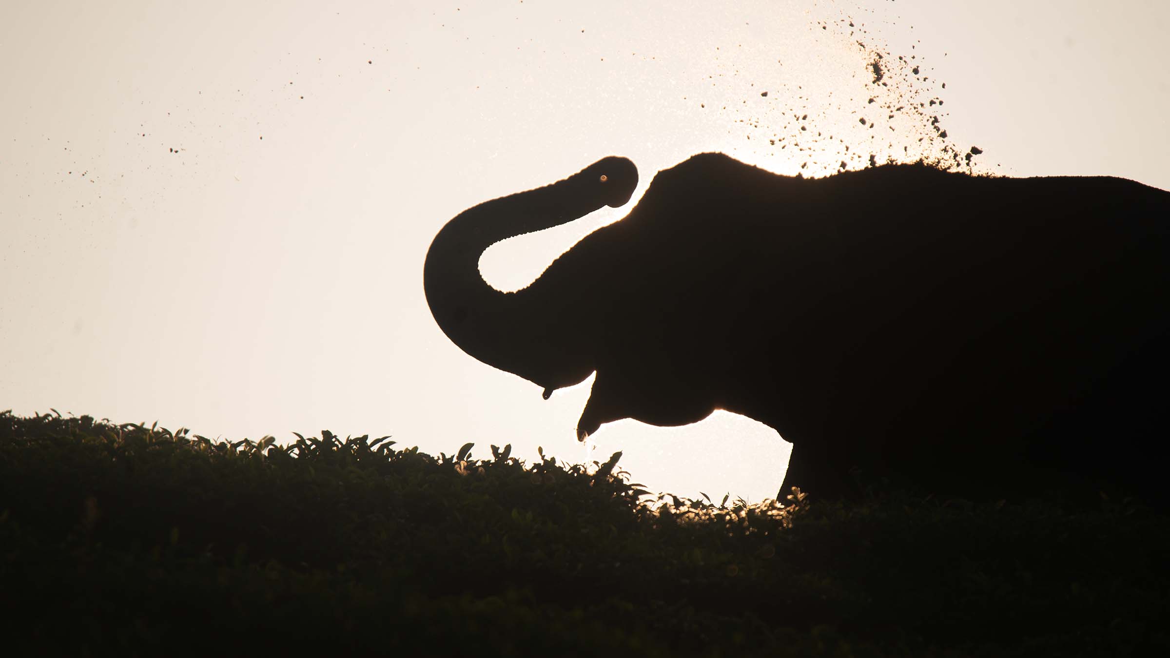 An Indian elephant has a dust bath amongst the tea fields in the Western Ghats mountains of... [Photo of the day - March 2025]