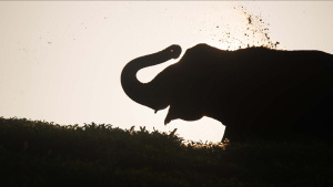 An Indian elephant has a dust bath... [Photo of the day - 20 MARCH 2025]